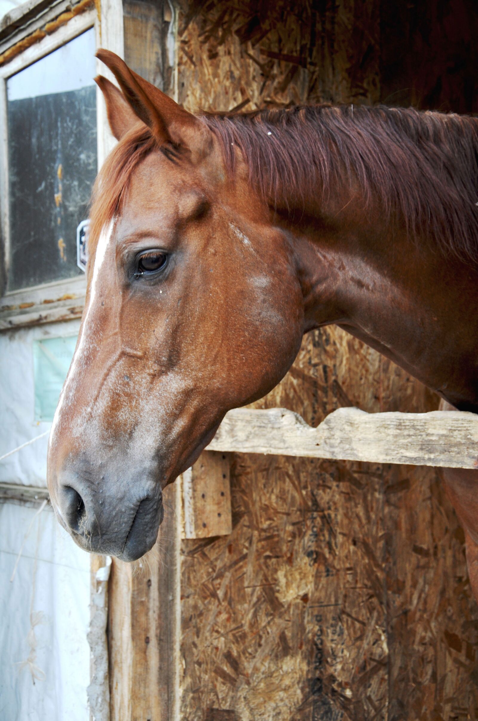 Nikon D5000 sample photo. Horses, animals, nature photography