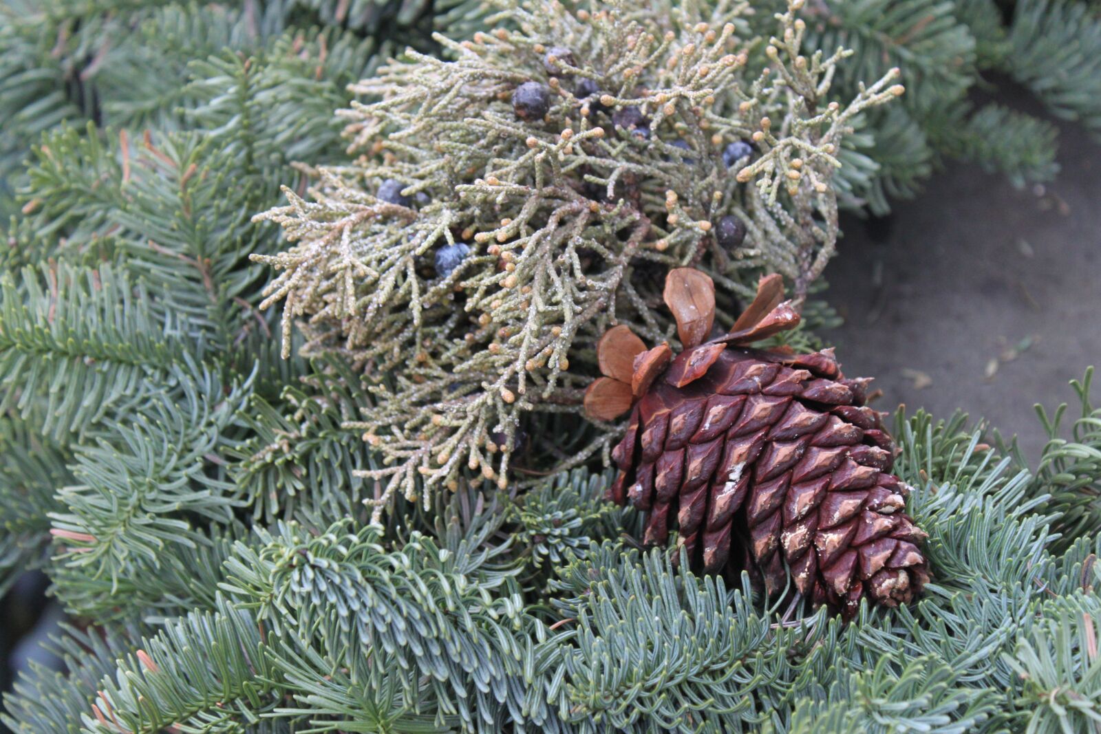 Canon EOS 500D (EOS Rebel T1i / EOS Kiss X3) sample photo. Winter, needle, pine photography