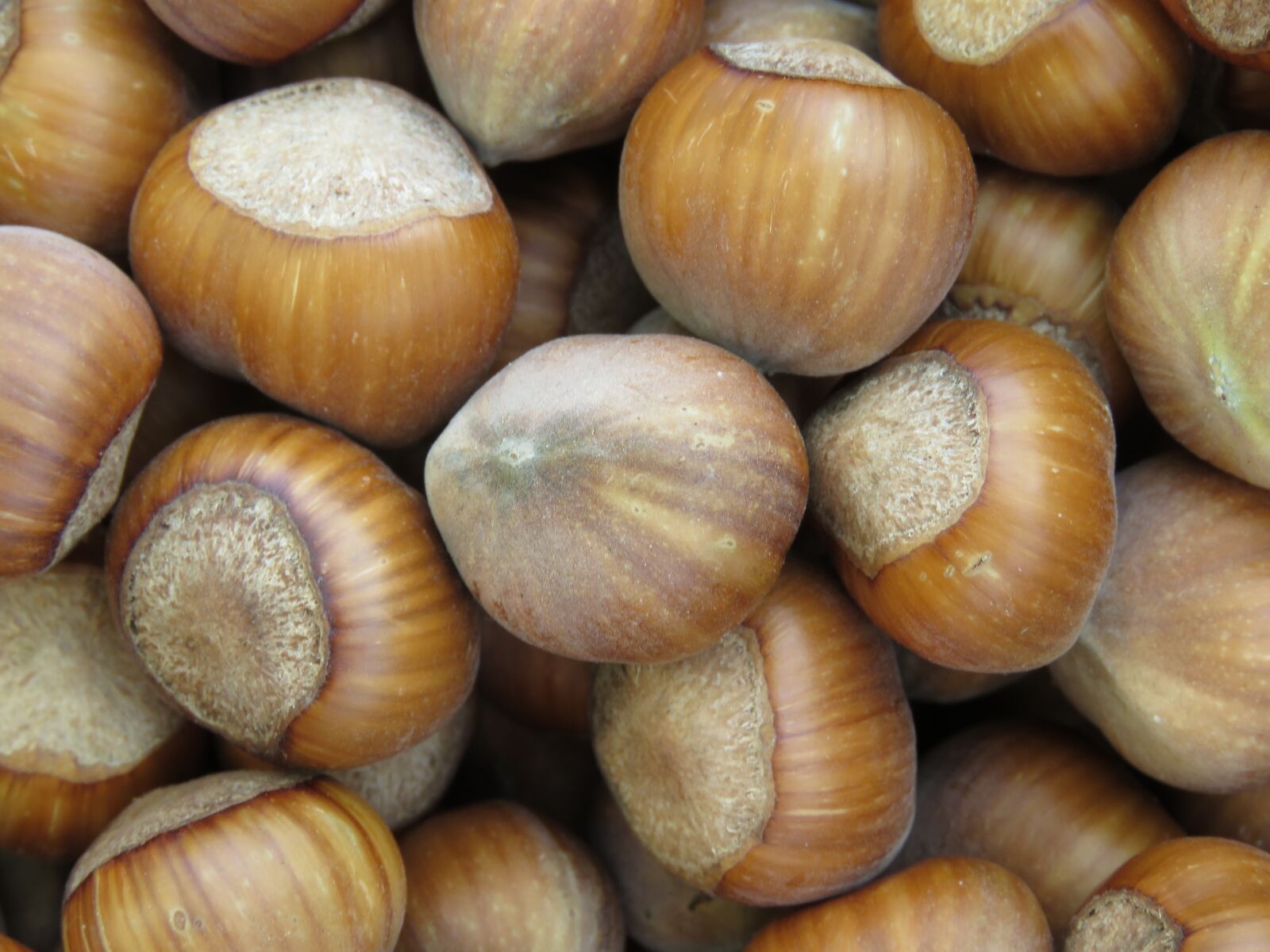 Canon PowerShot SX60 HS sample photo. Hazelnut, nuts, legume photography