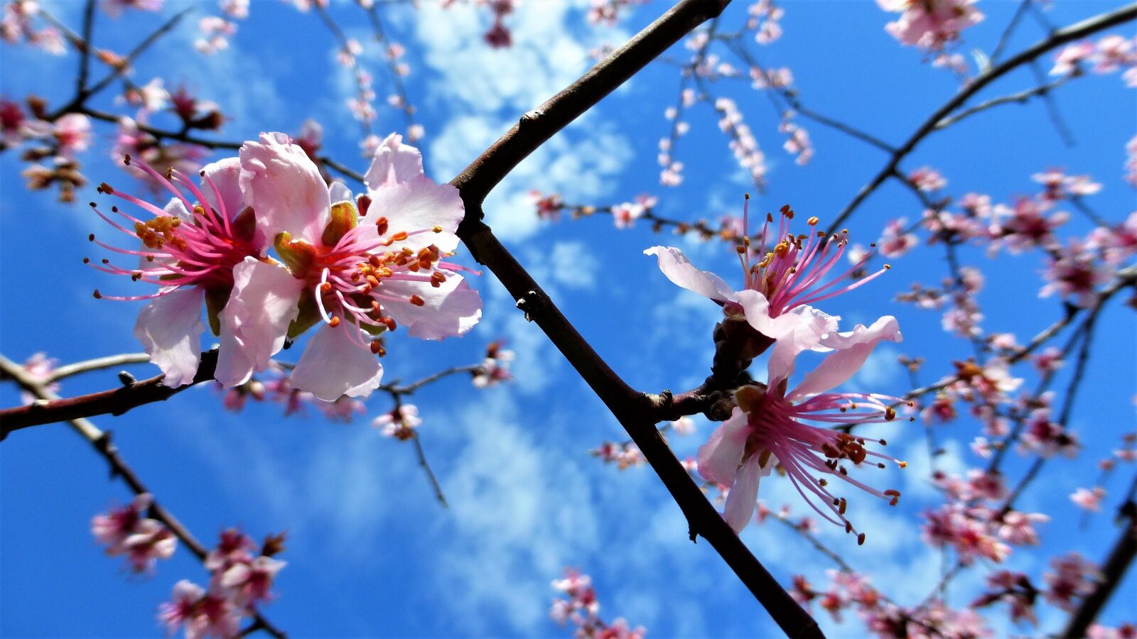 Panasonic Lumix DMC-ZS25 (Lumix DMC-TZ35) sample photo. Nature, flower, branch photography