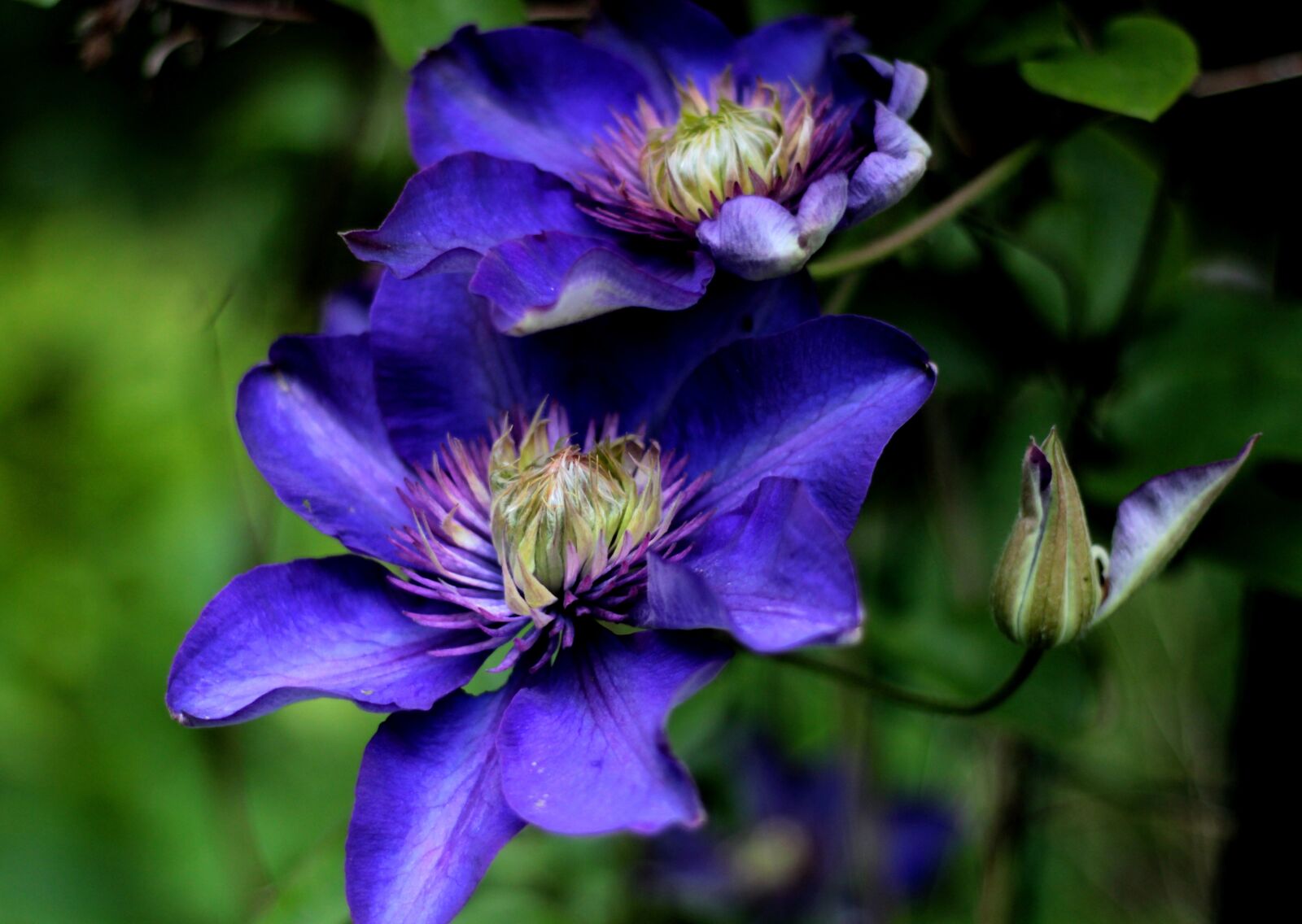 Canon EOS 600D (Rebel EOS T3i / EOS Kiss X5) + Canon EF 50mm F1.8 STM sample photo. Clematis multi blue, climber photography