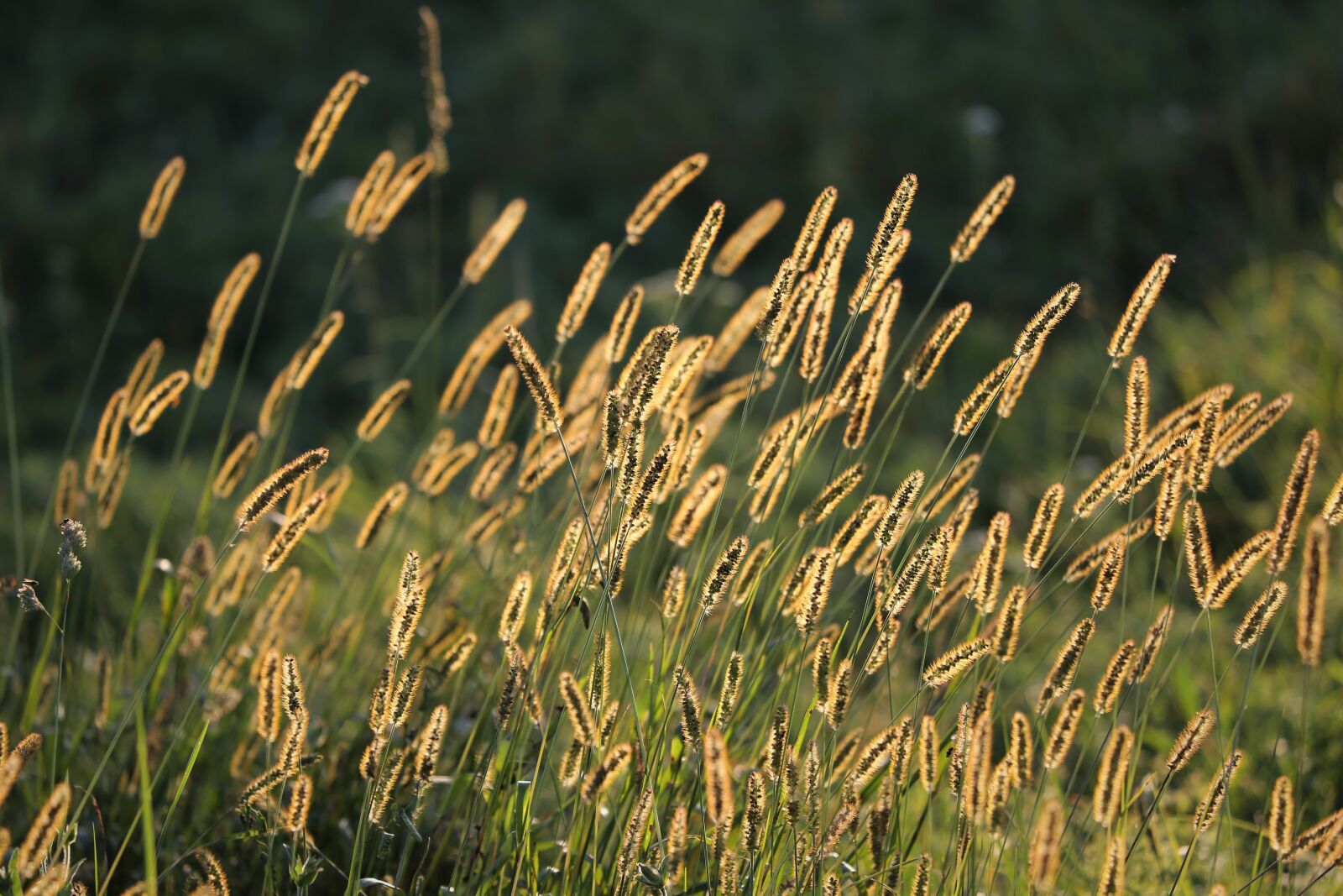 Canon EOS 6D + Canon EF 70-300 F4-5.6 IS II USM sample photo. Grass, meadow, evening photography