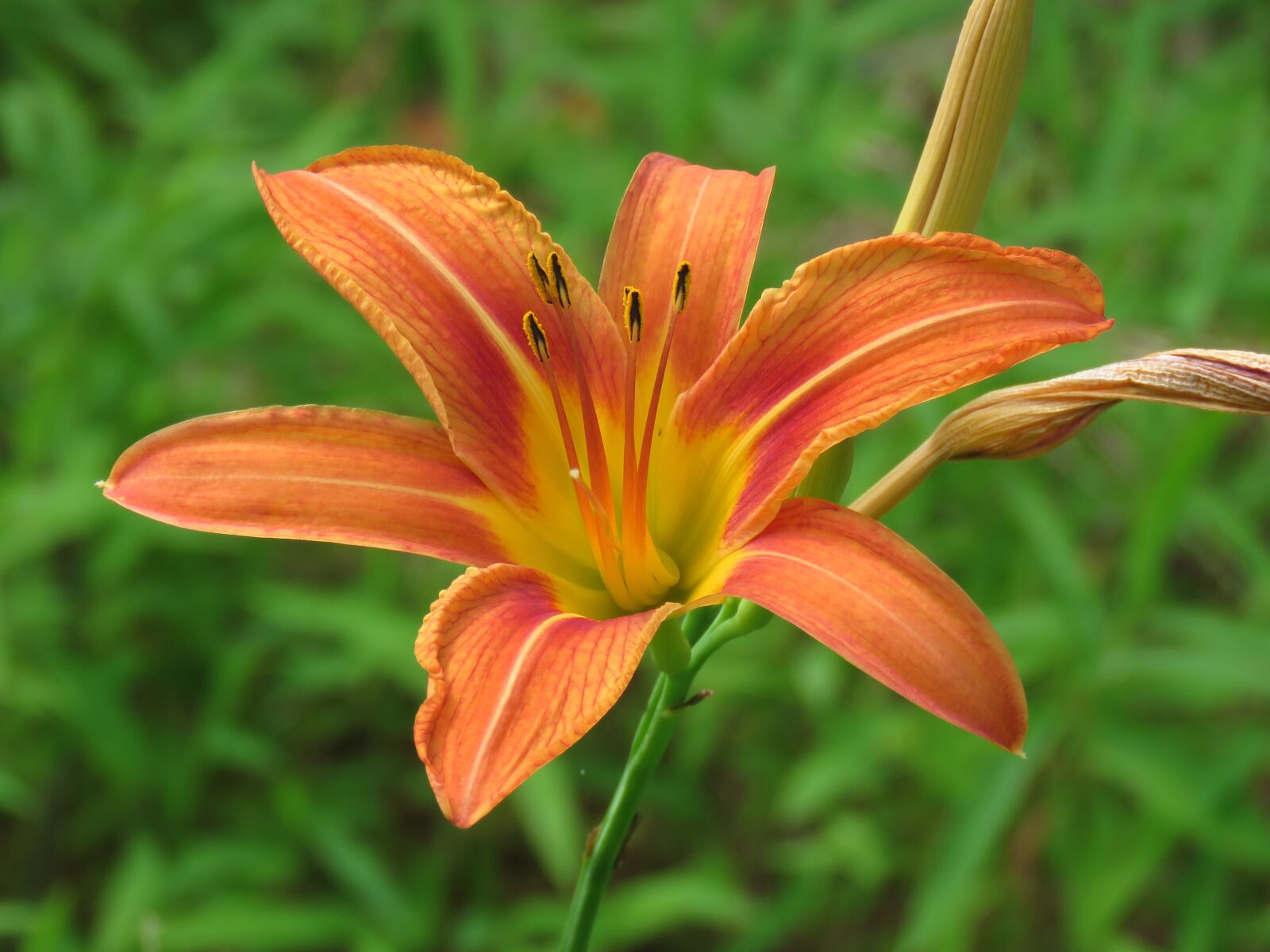 Canon PowerShot SX60 HS sample photo. Colorful day lily, flower photography