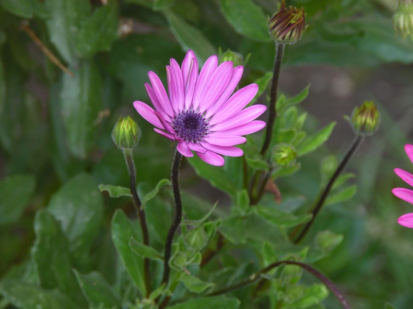 Samsung WB1100F/WB1101F/WB1102F sample photo. Flower, plant, petal photography