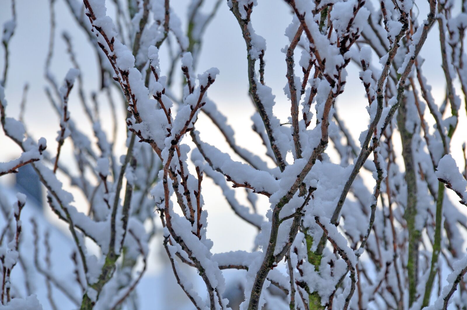 Nikon D90 sample photo. Snow, forest, winter photography