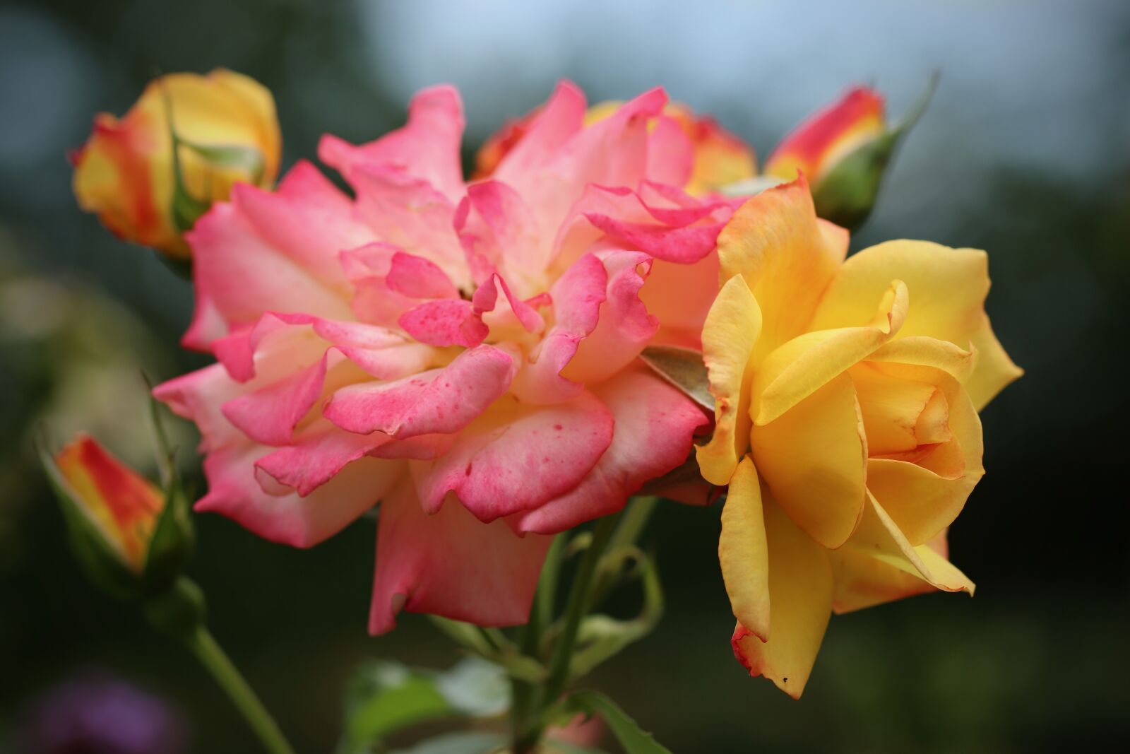 Canon EOS 800D (EOS Rebel T7i / EOS Kiss X9i) sample photo. Roses, rose flower, flowers photography