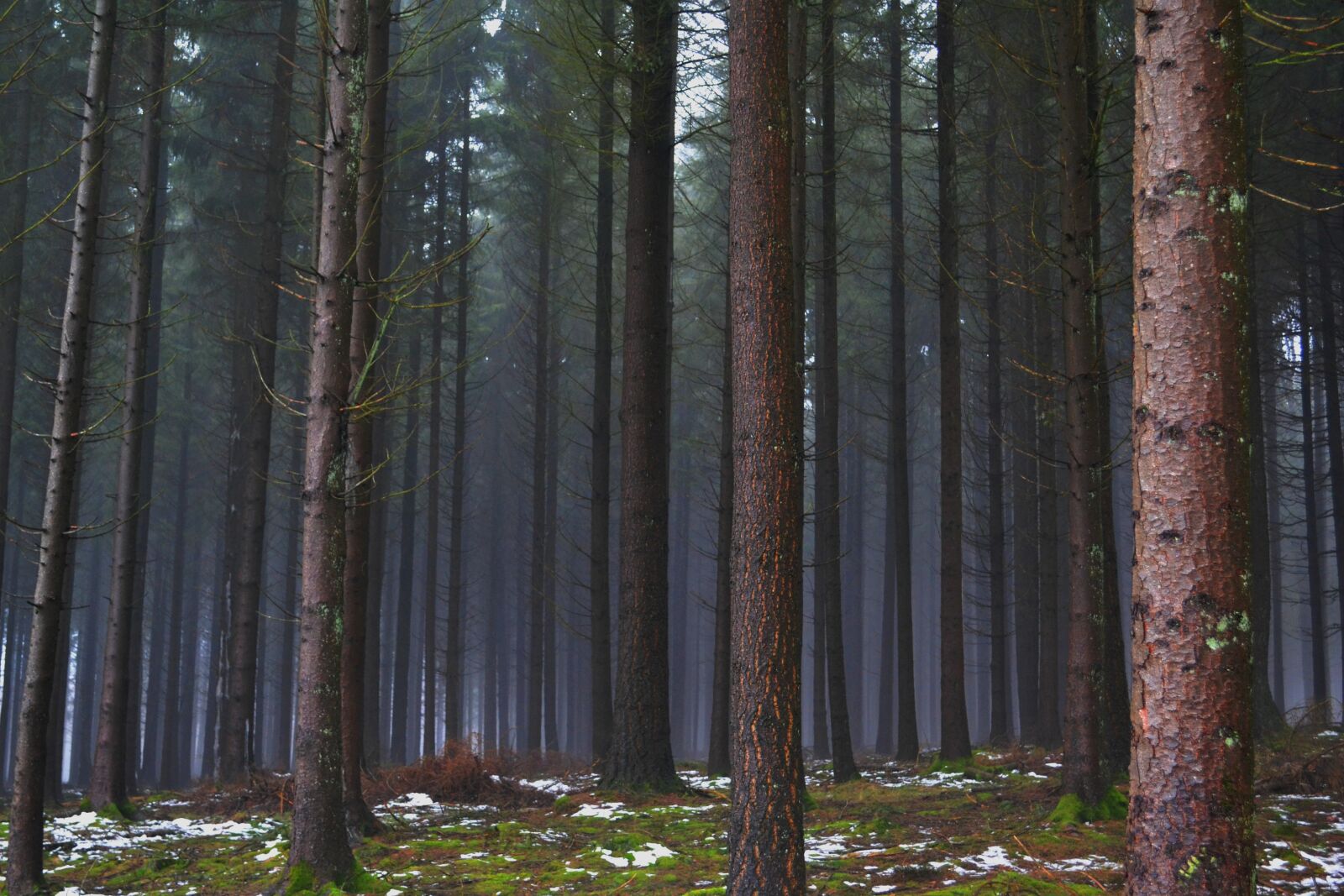 Nikon D3100 sample photo. Forest, pines, winter photography