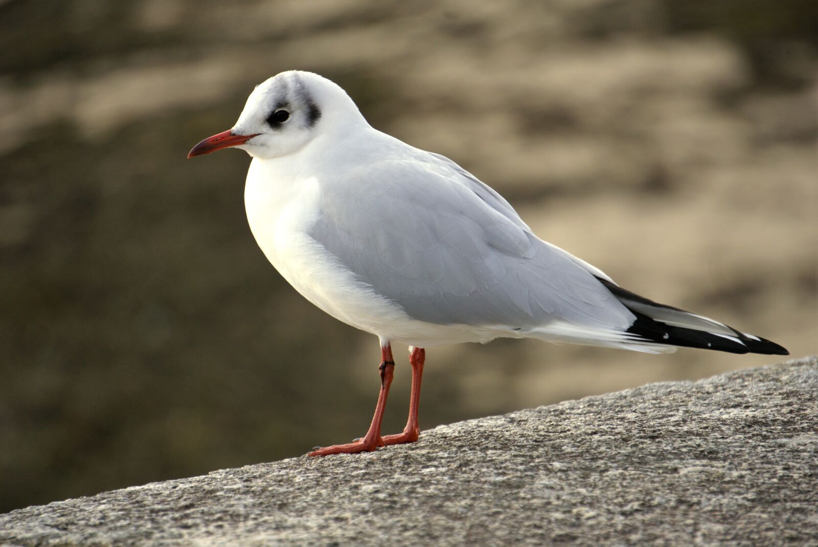 Sony a6000 sample photo. Seagull, black-headed gull, bird photography