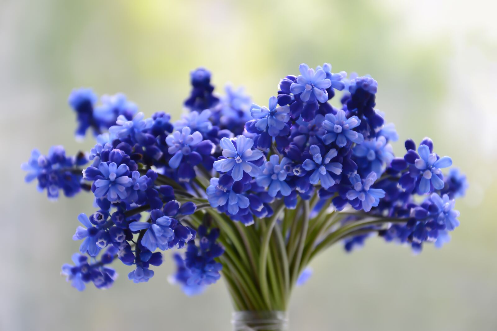 Nikon D3100 sample photo. Flowers, bouquet, blue photography