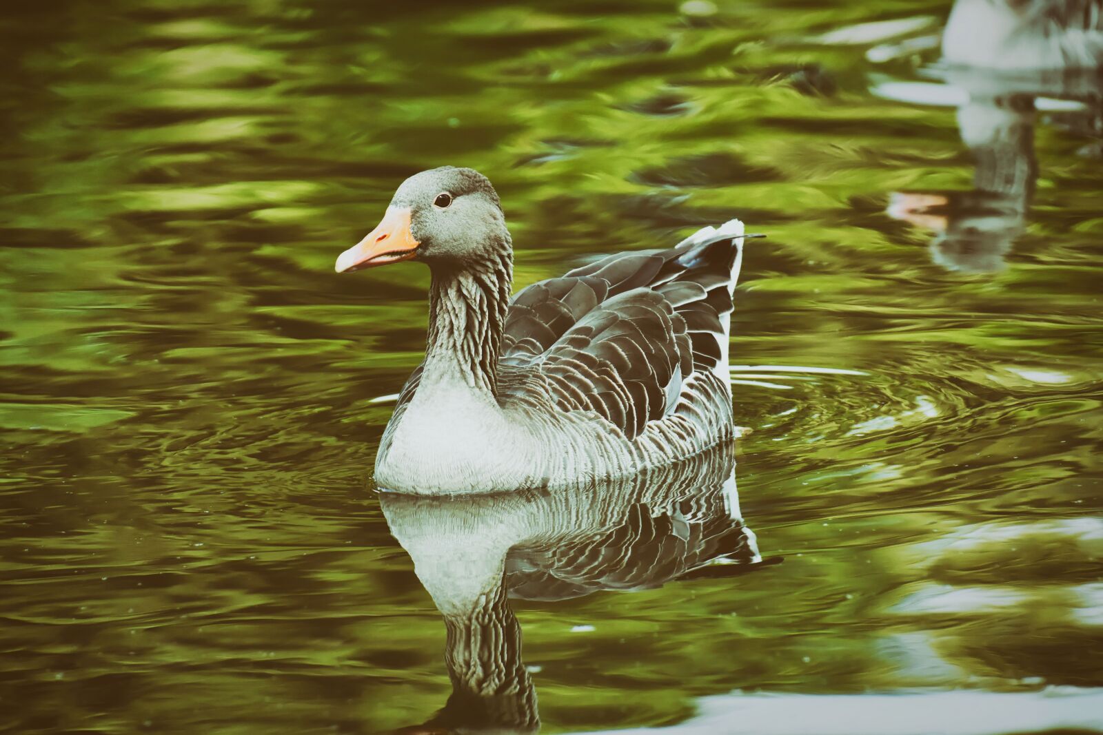 Nikon D7200 sample photo. Goose, water bird, swim photography