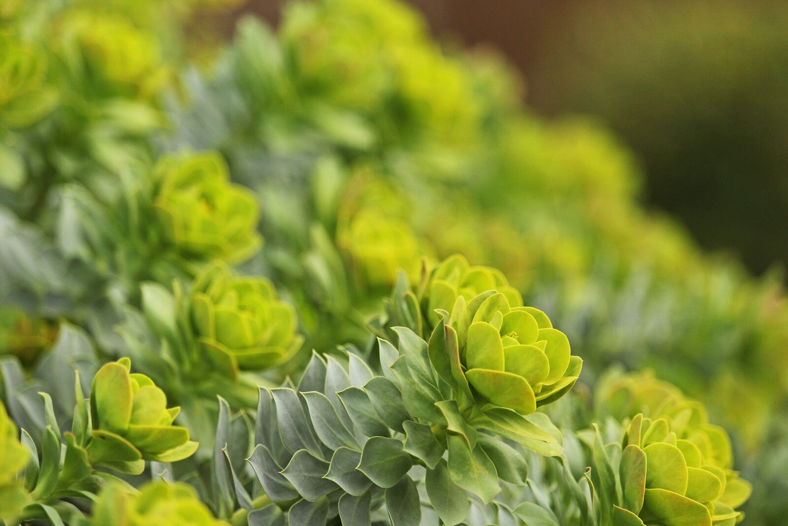Canon EF-S 55-250mm F4-5.6 IS STM sample photo. Spurge, toxic garden plant photography