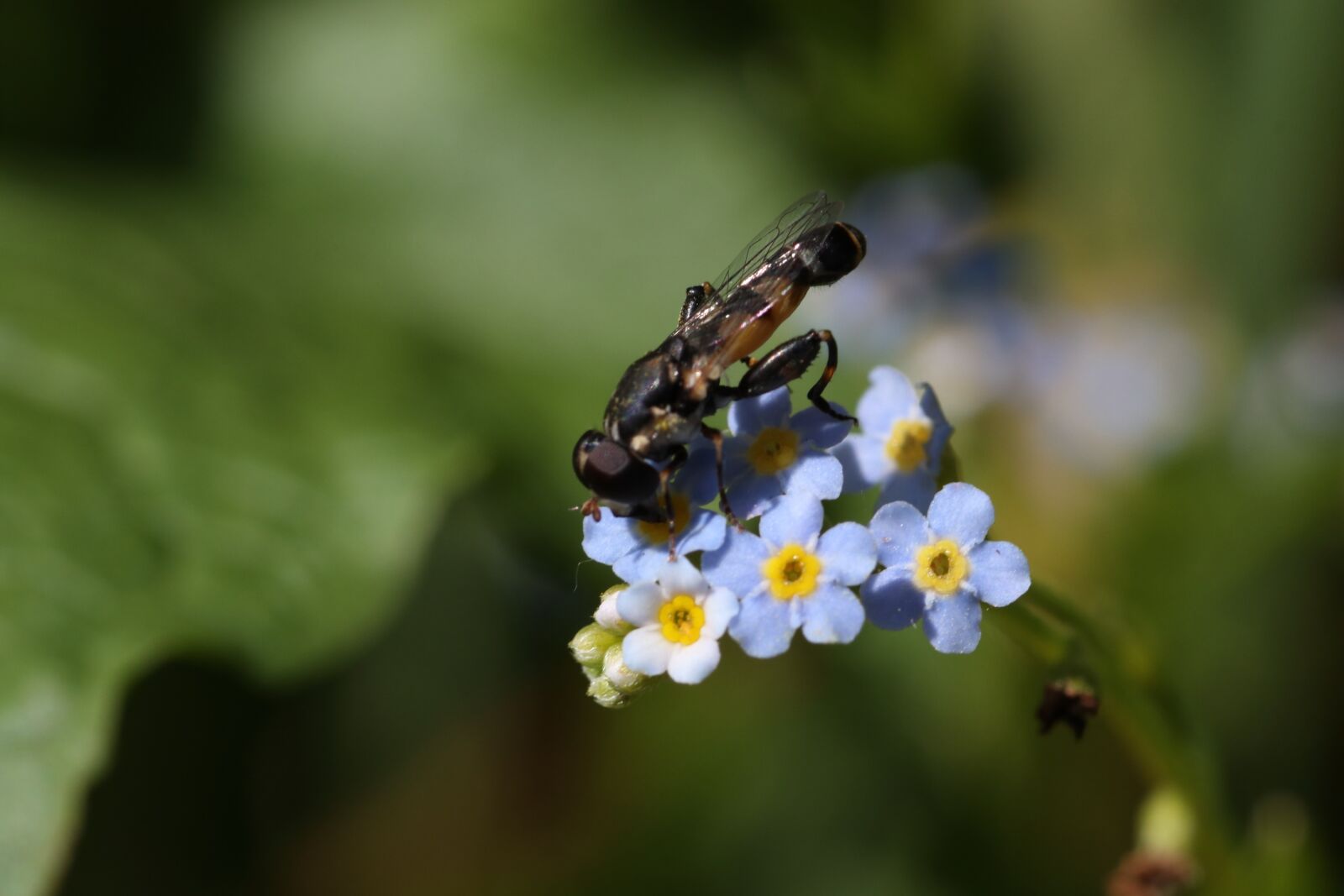 Tamron SP 90mm F2.8 Di VC USD 1:1 Macro sample photo. Forget-me-not, fly, macro photography