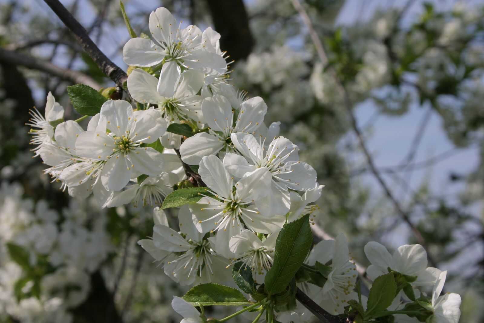Canon EOS 300D (EOS Digital Rebel / EOS Kiss Digital) sample photo. Sour cherry, flower, white photography