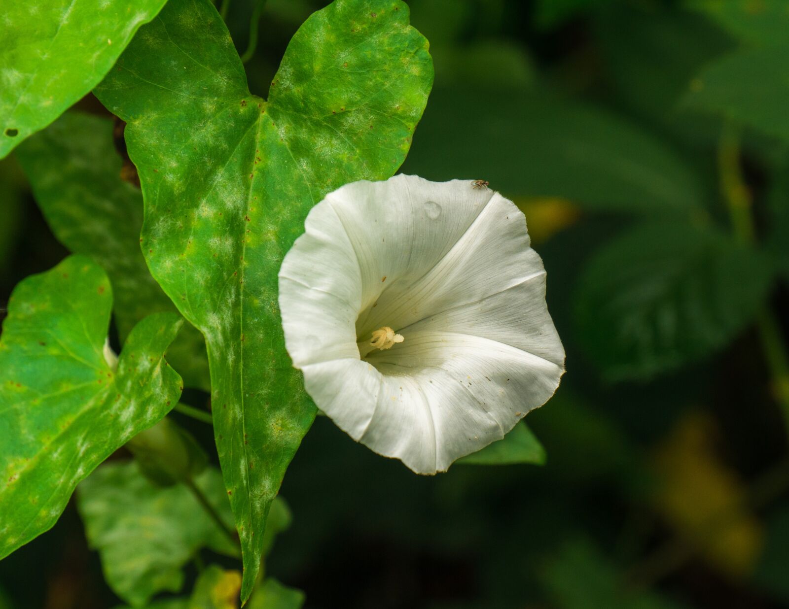 Panasonic DMC-G81 sample photo. Flower, hibiscus, blossom photography