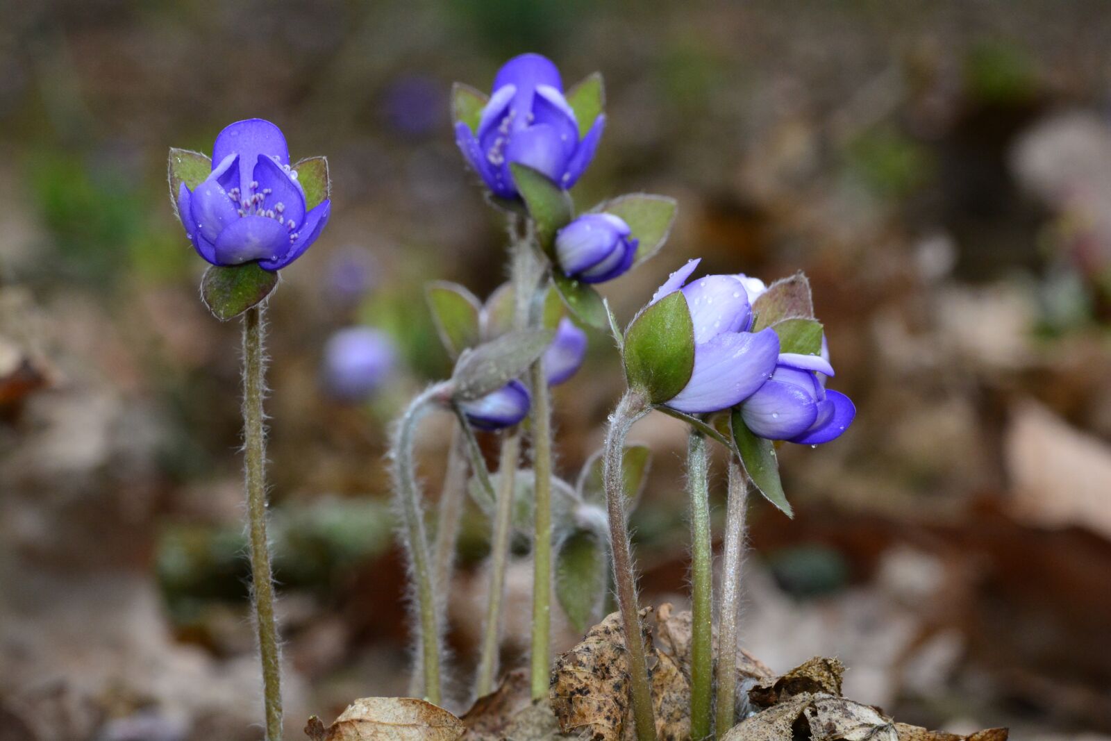 Nikon D5200 sample photo. Hepatica, blue, spring photography