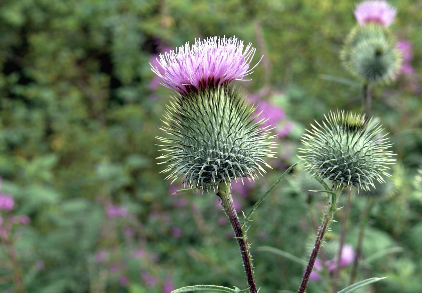 Panasonic DMC-FZ50 sample photo. Thistle, flower, thorn, plant photography