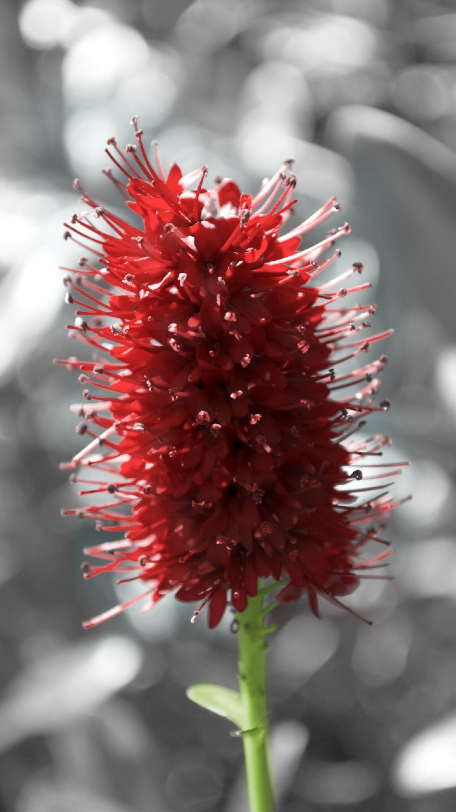Nikon D3100 sample photo. Plant, flowers, flower photography