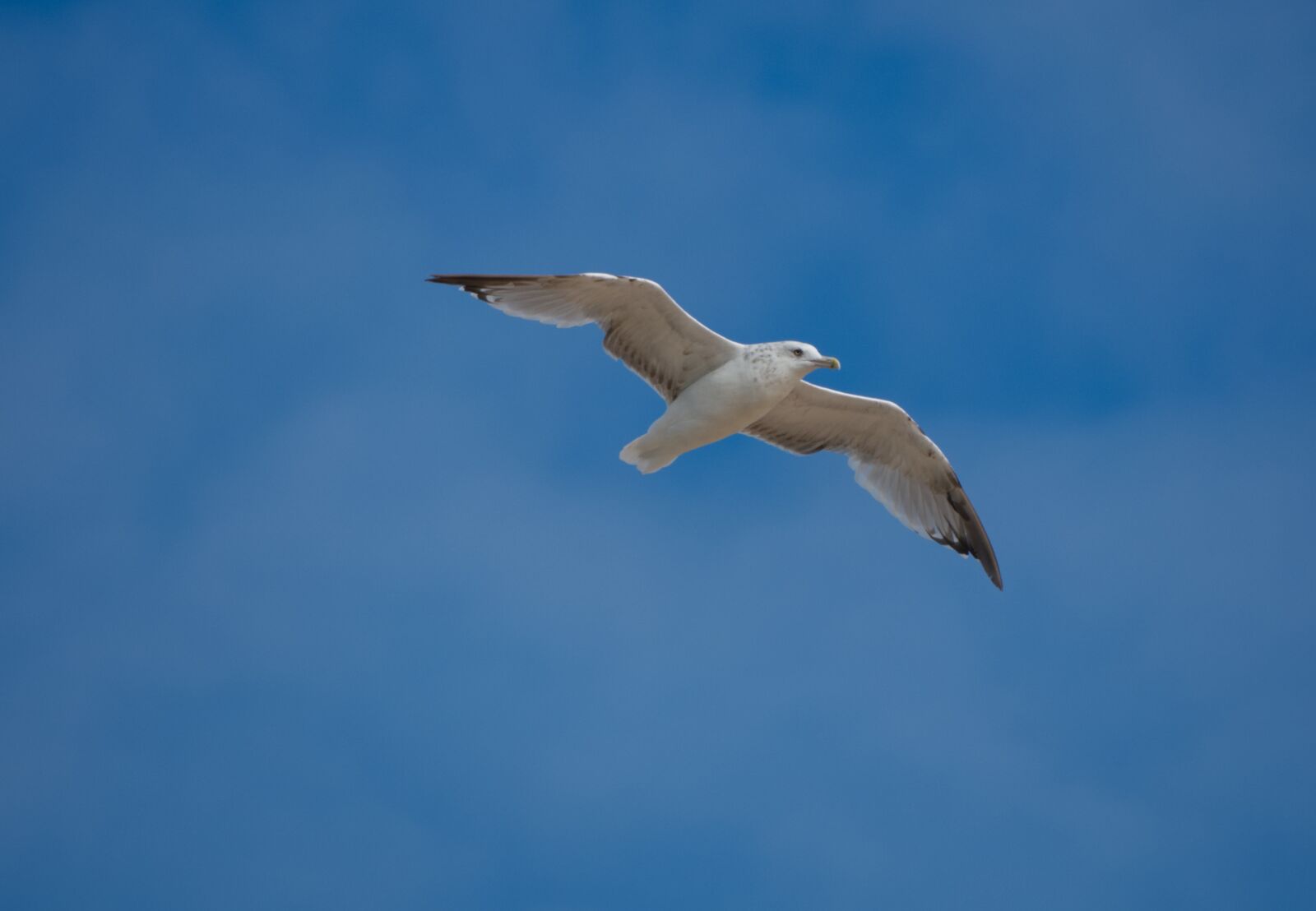 Sony Cyber-shot DSC-RX10 IV sample photo. Seagull, flight, sky photography
