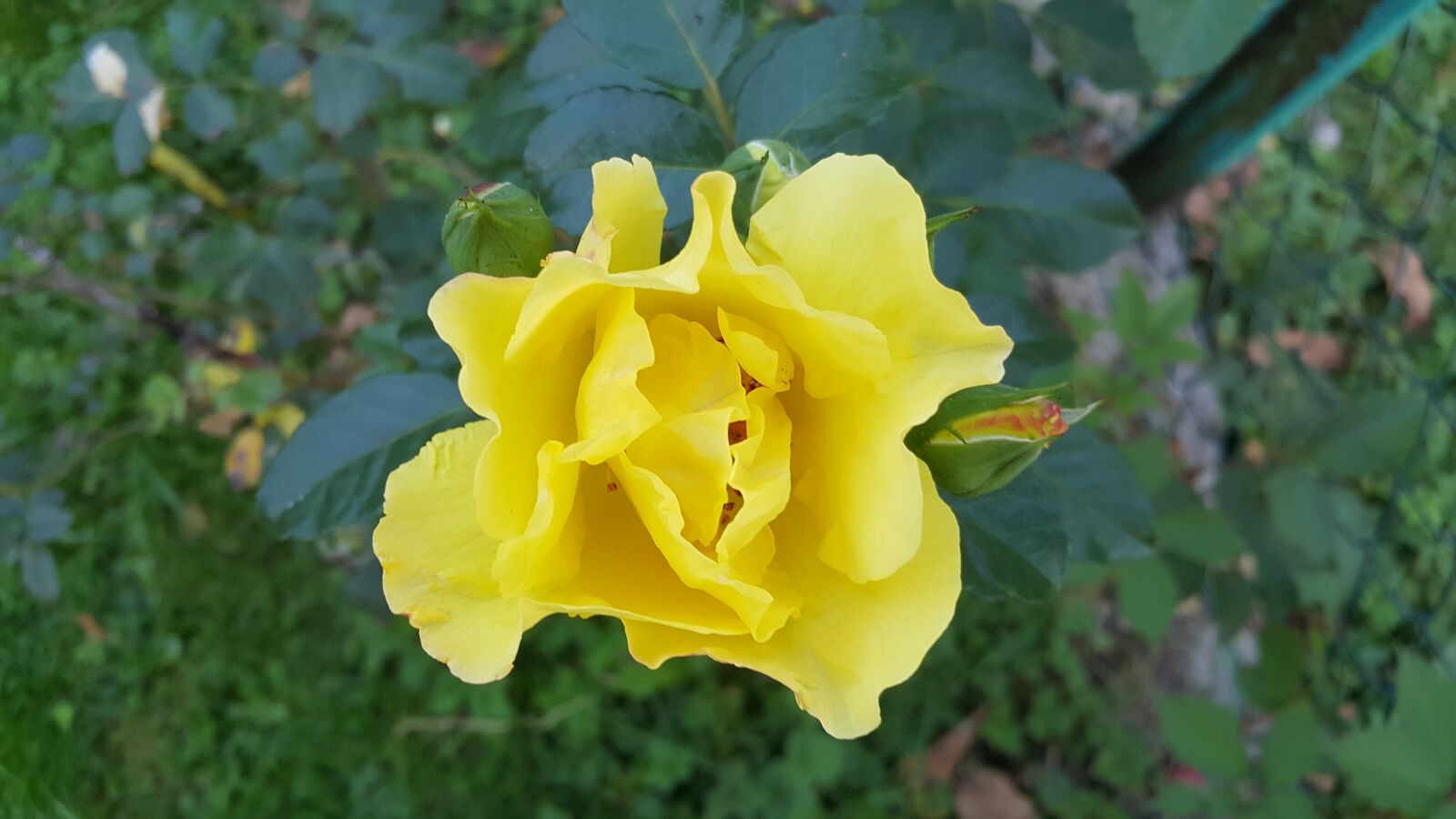Samsung Galaxy Note4 sample photo. Rose, nature, flower photography