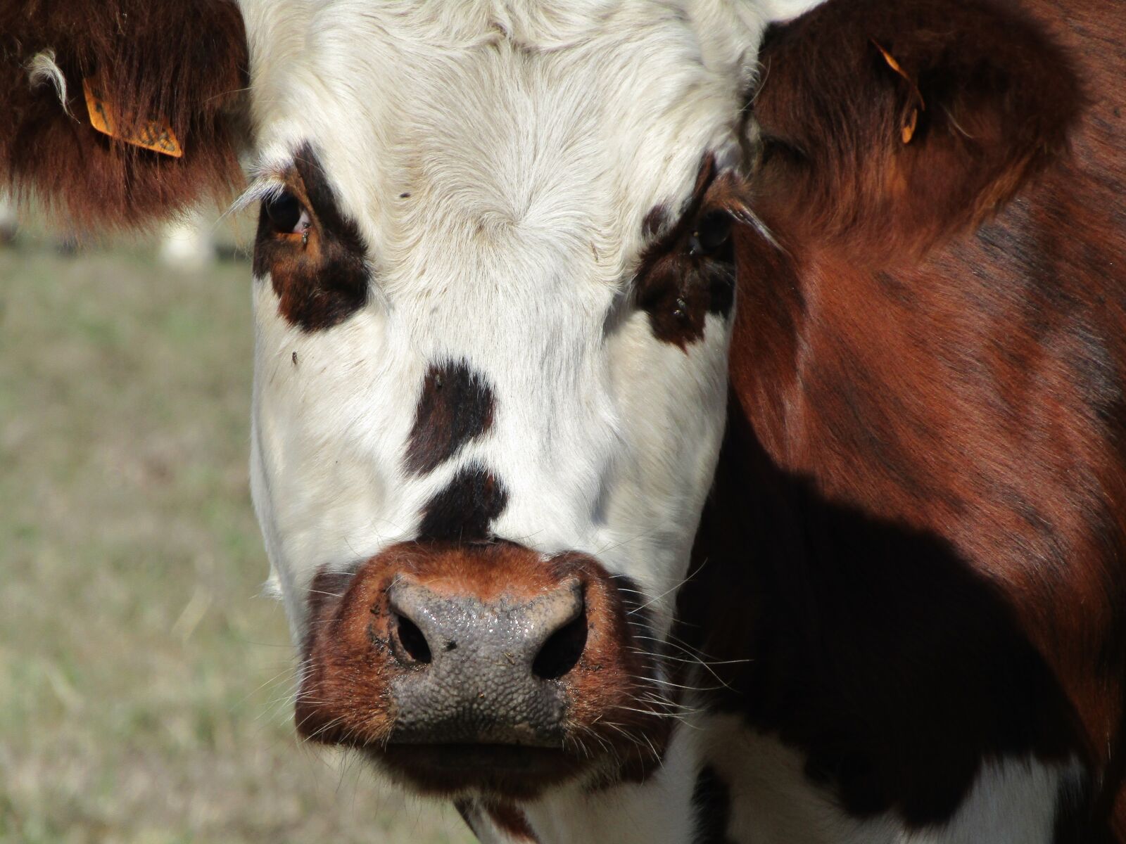 Canon PowerShot SX410 IS sample photo. Cow, brown, white photography