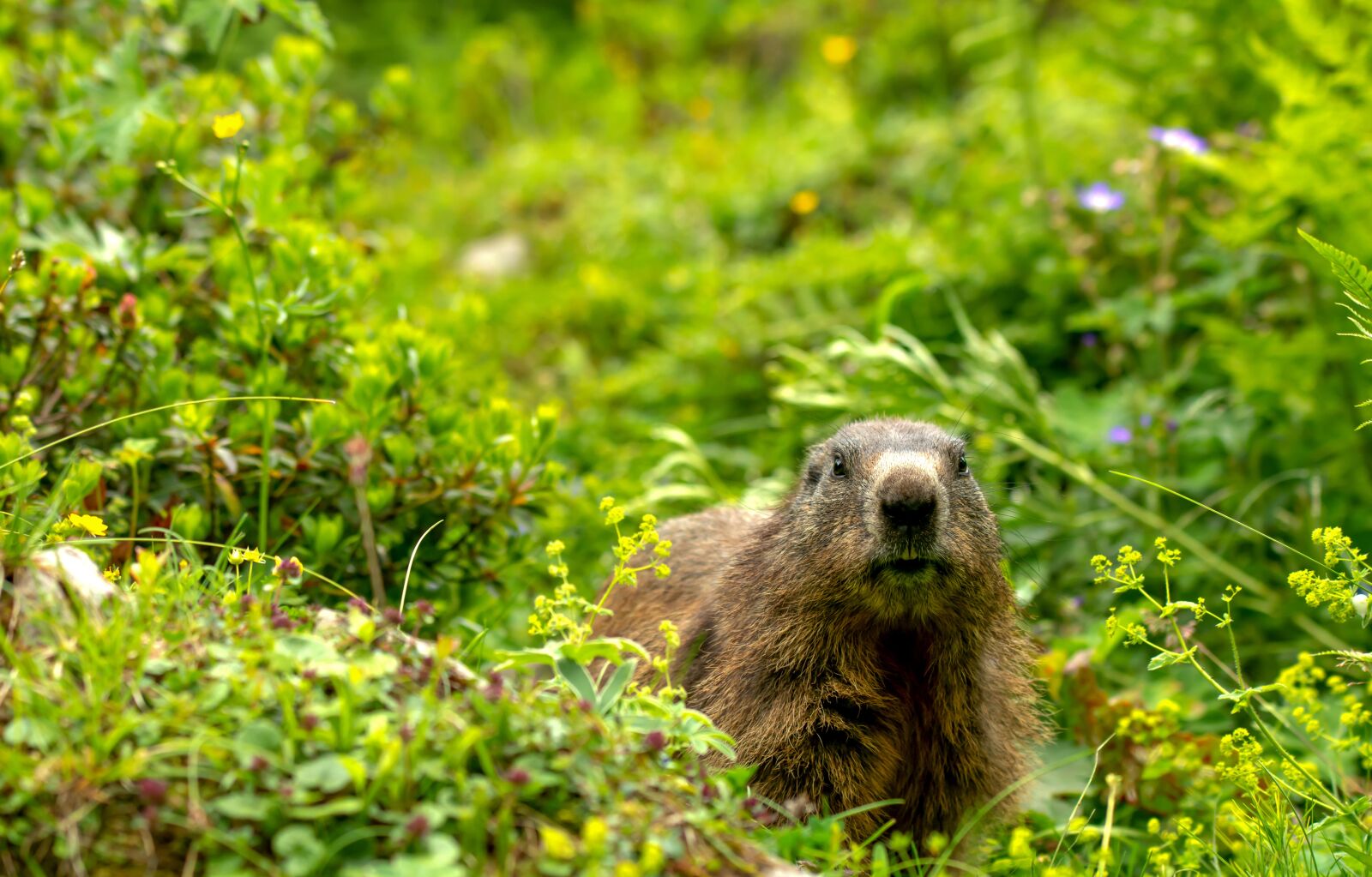 Nikon D7100 sample photo. Marmot, manggei, alm photography