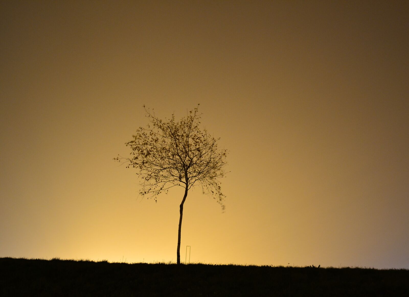Nikon D3100 sample photo. Night, tree, glow photography