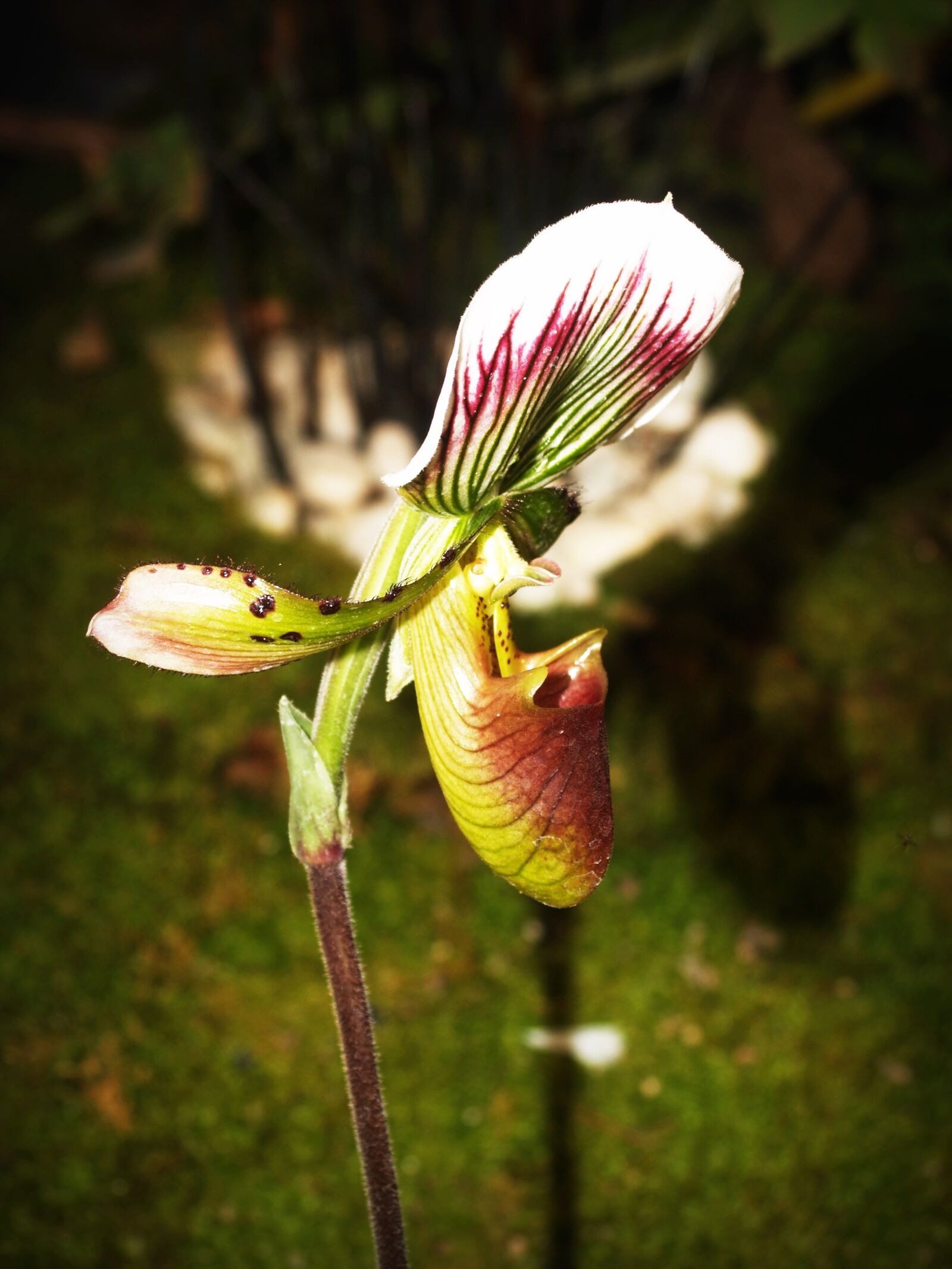Olympus E-300 (EVOLT E-300) sample photo. Flower, orchid, tropical photography
