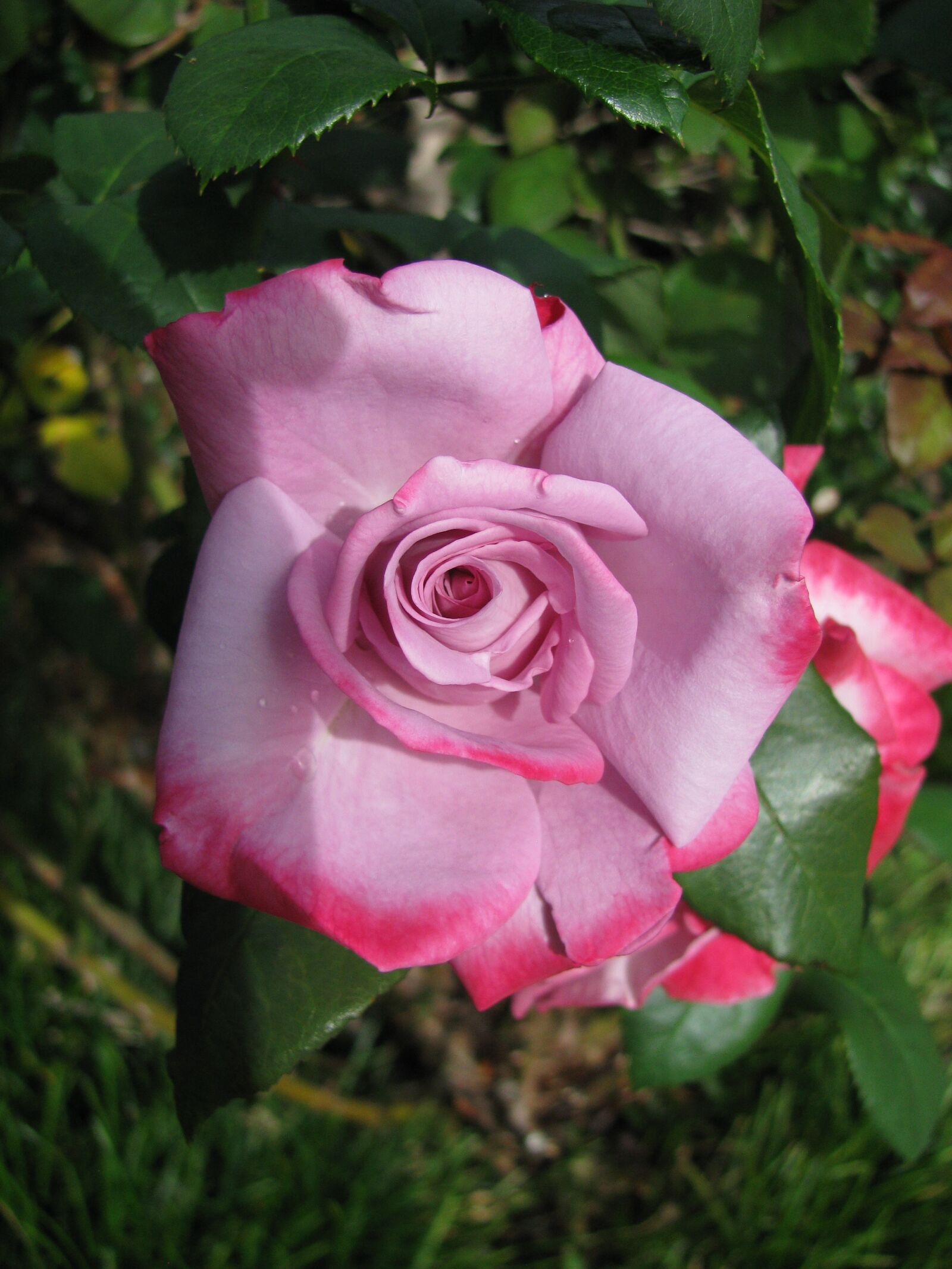 Canon POWERSHOT SX100 IS sample photo. Rose, pink rose, pink photography