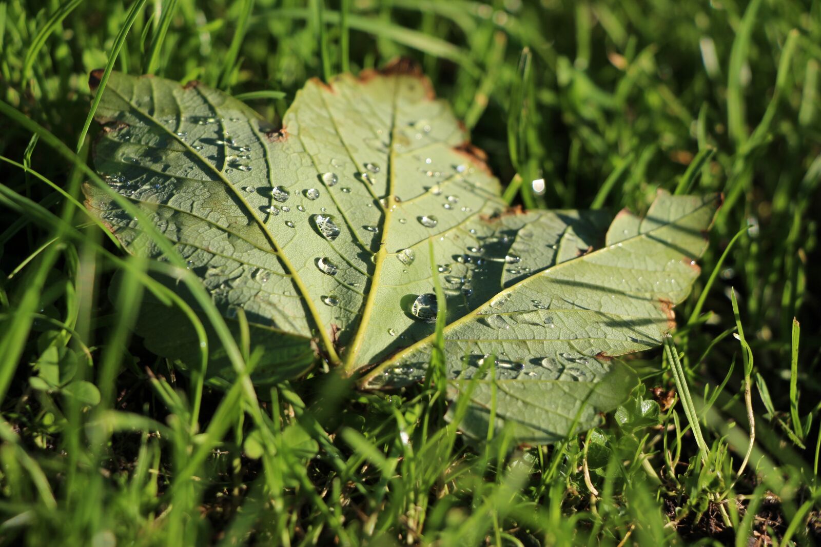 Canon EOS 650D (EOS Rebel T4i / EOS Kiss X6i) sample photo. Maple, leaf, drip photography