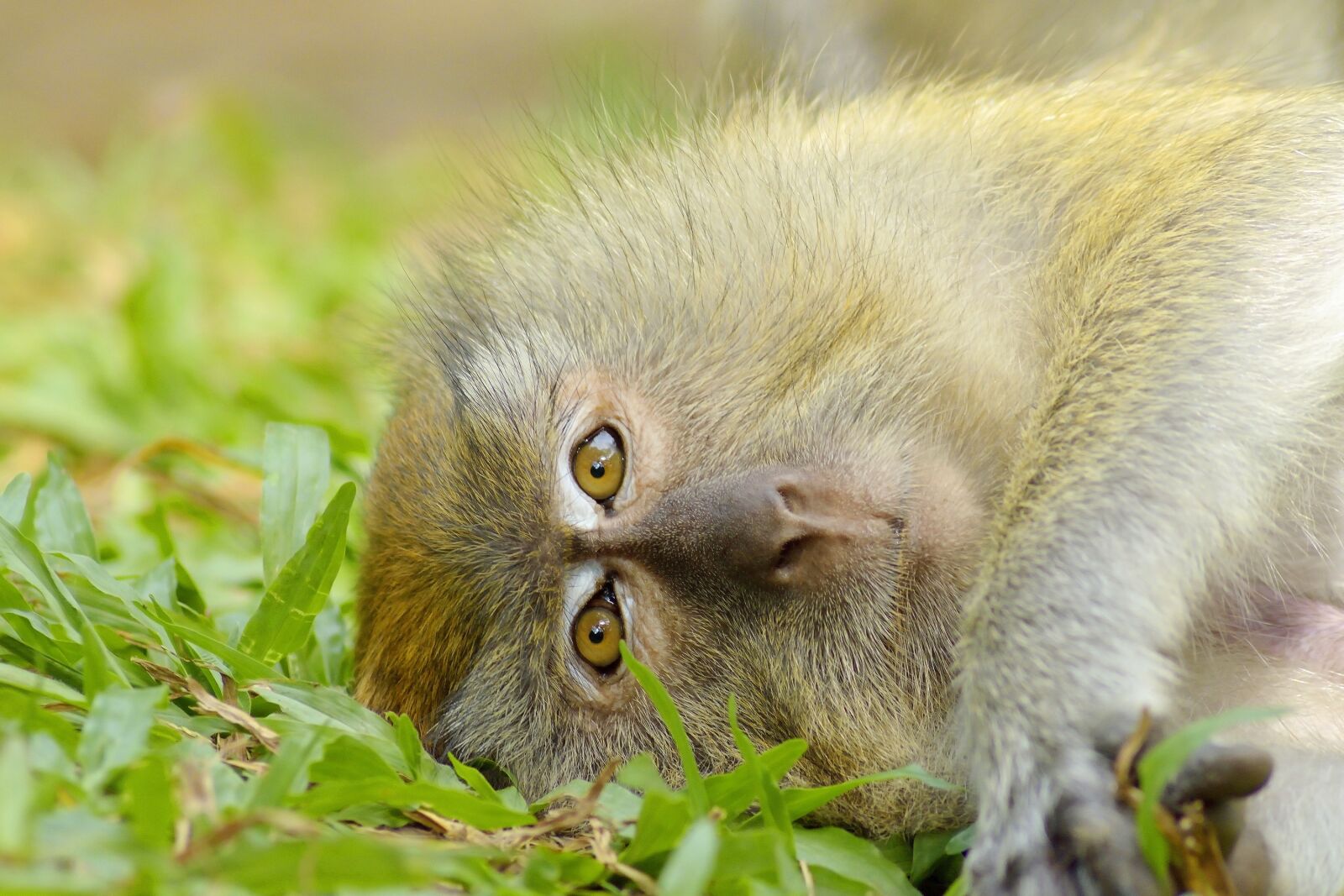 Nikon D5300 sample photo. Monkey, animal, love photography