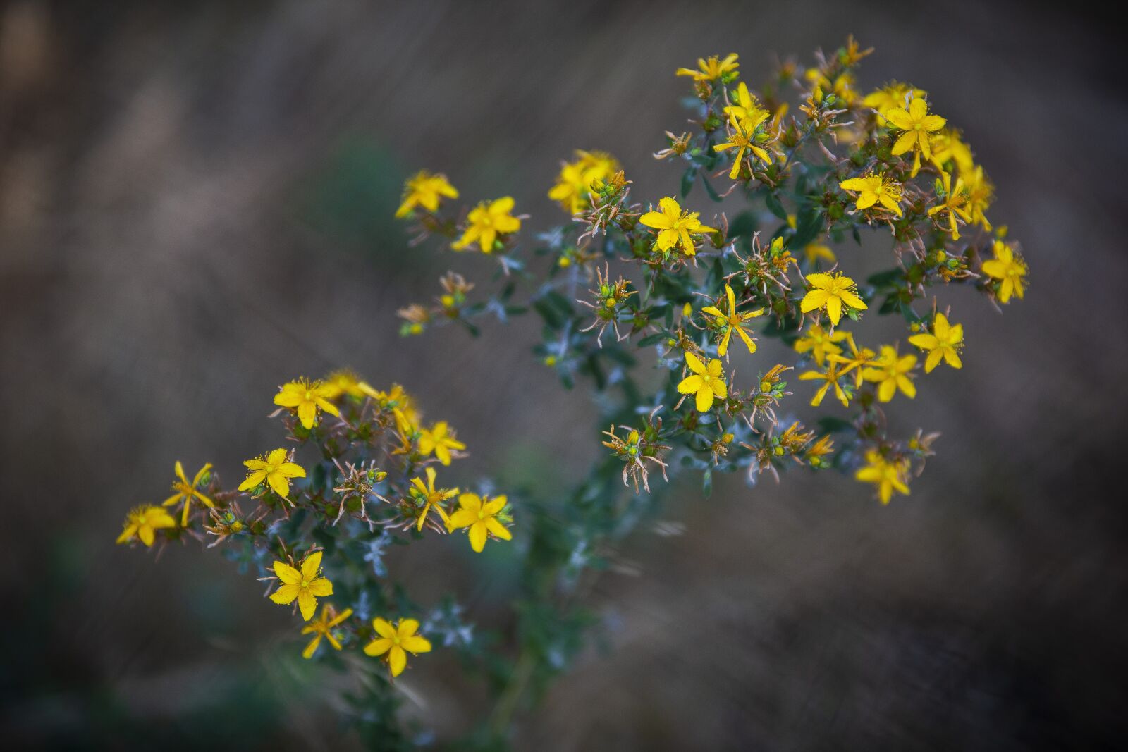 Canon EOS 5D Mark II sample photo. Flowers, petals, leaves photography