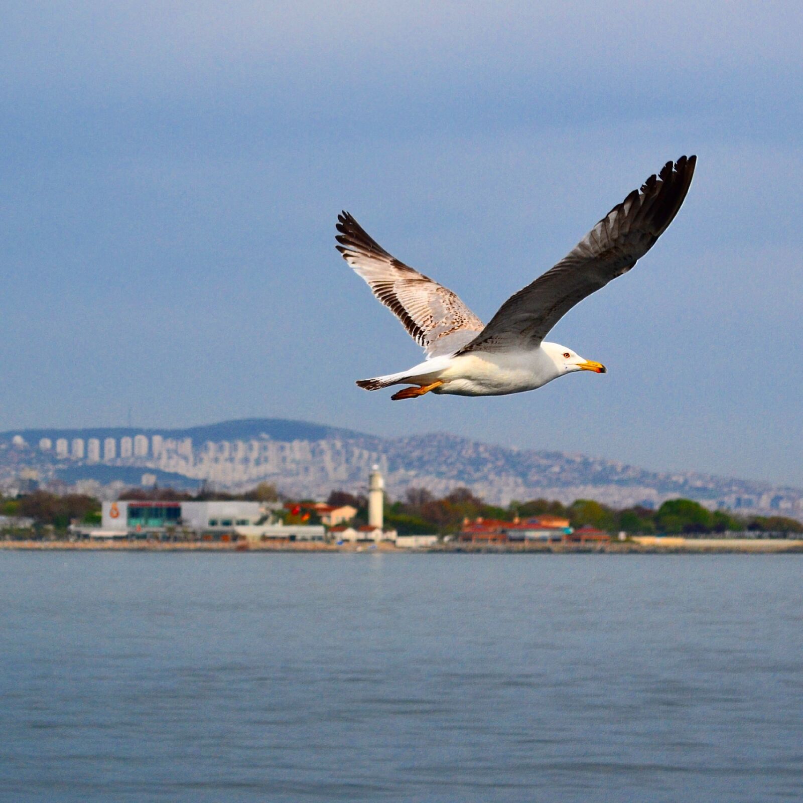 Nikon D3100 sample photo. Istanbul, bird photography