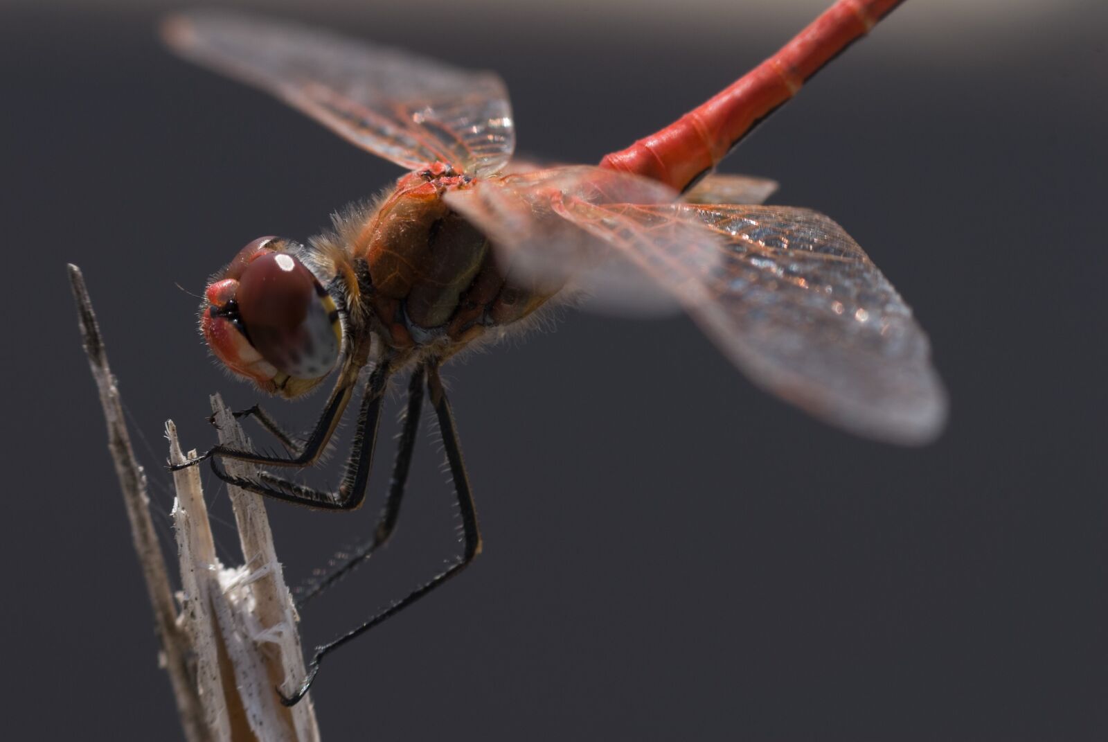 Nikon D200 sample photo. Dragonfly, insect, insects photography