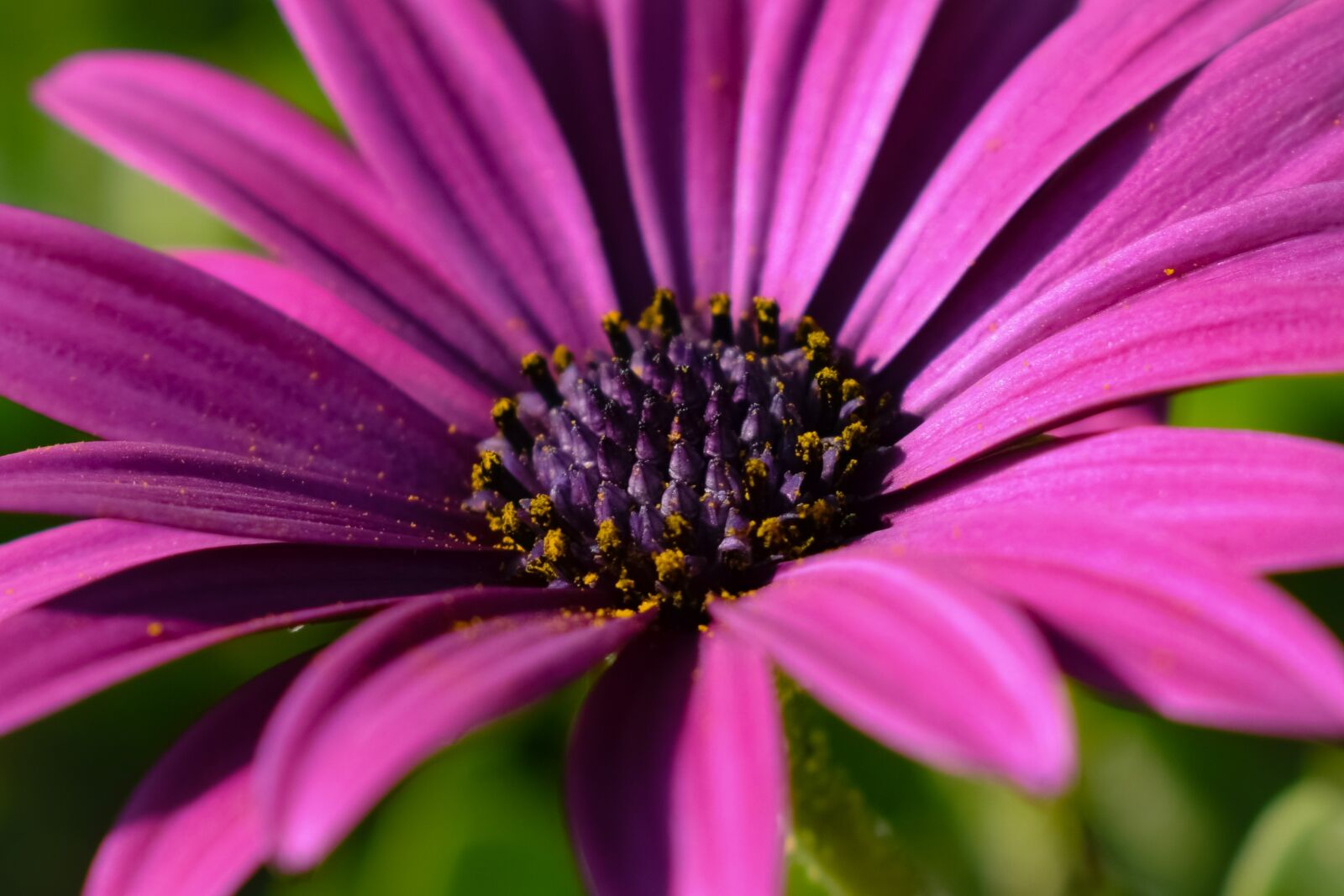 Nikon D3300 sample photo. Flower, african daisy, osteospermum photography