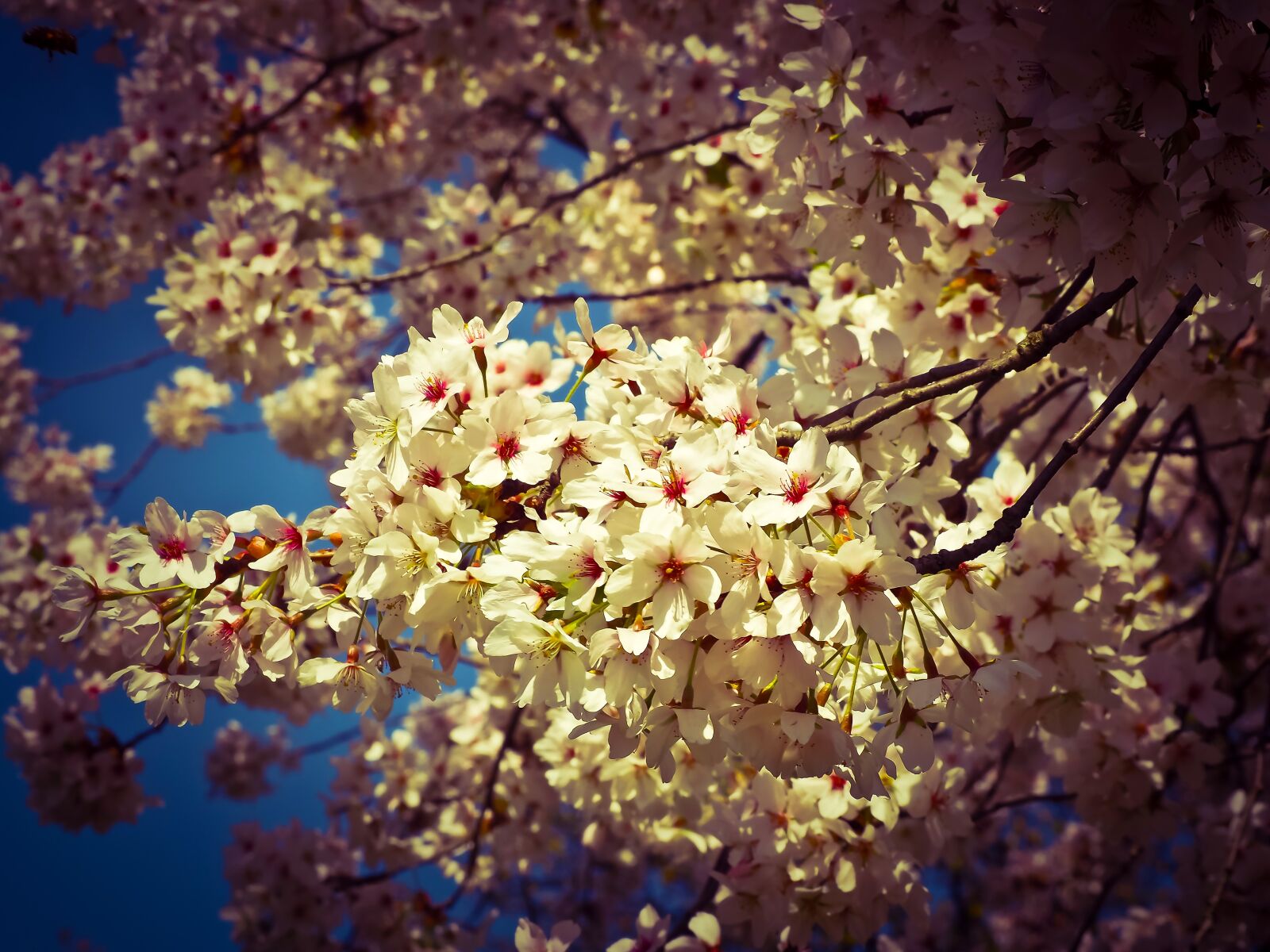 Olympus OM-D E-M10 sample photo. Cherry blossom, ornamental cherry photography