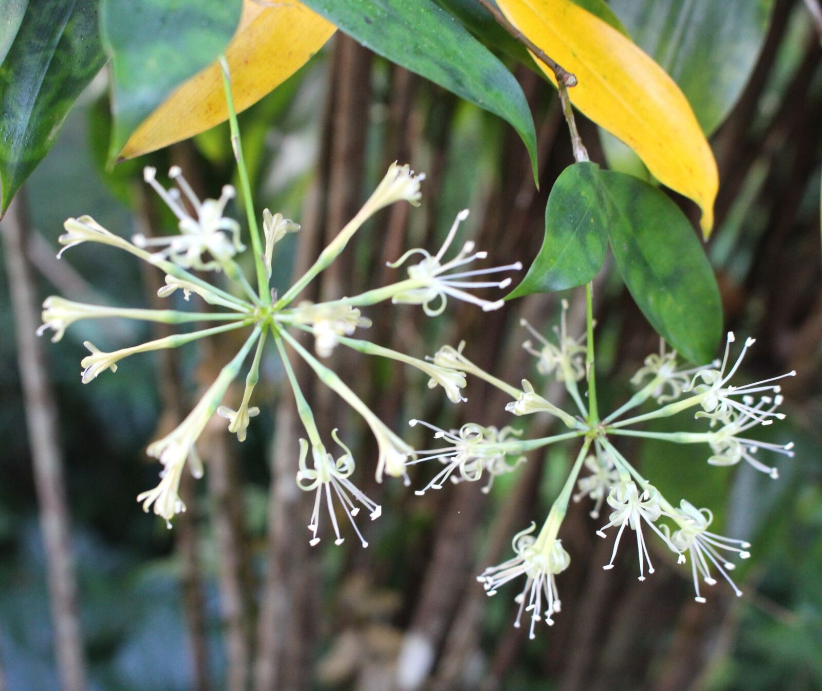 Canon EOS 700D (EOS Rebel T5i / EOS Kiss X7i) sample photo. Flower, flower structure, white photography