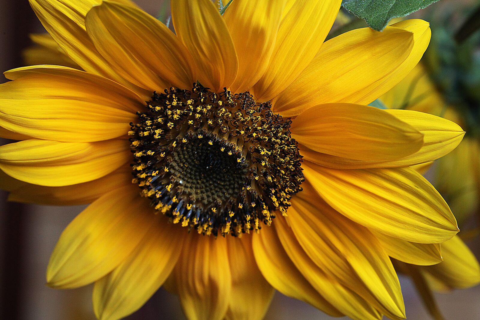 Canon EOS 5D Mark II sample photo. Sunflower, ornamental sunflower, flower photography