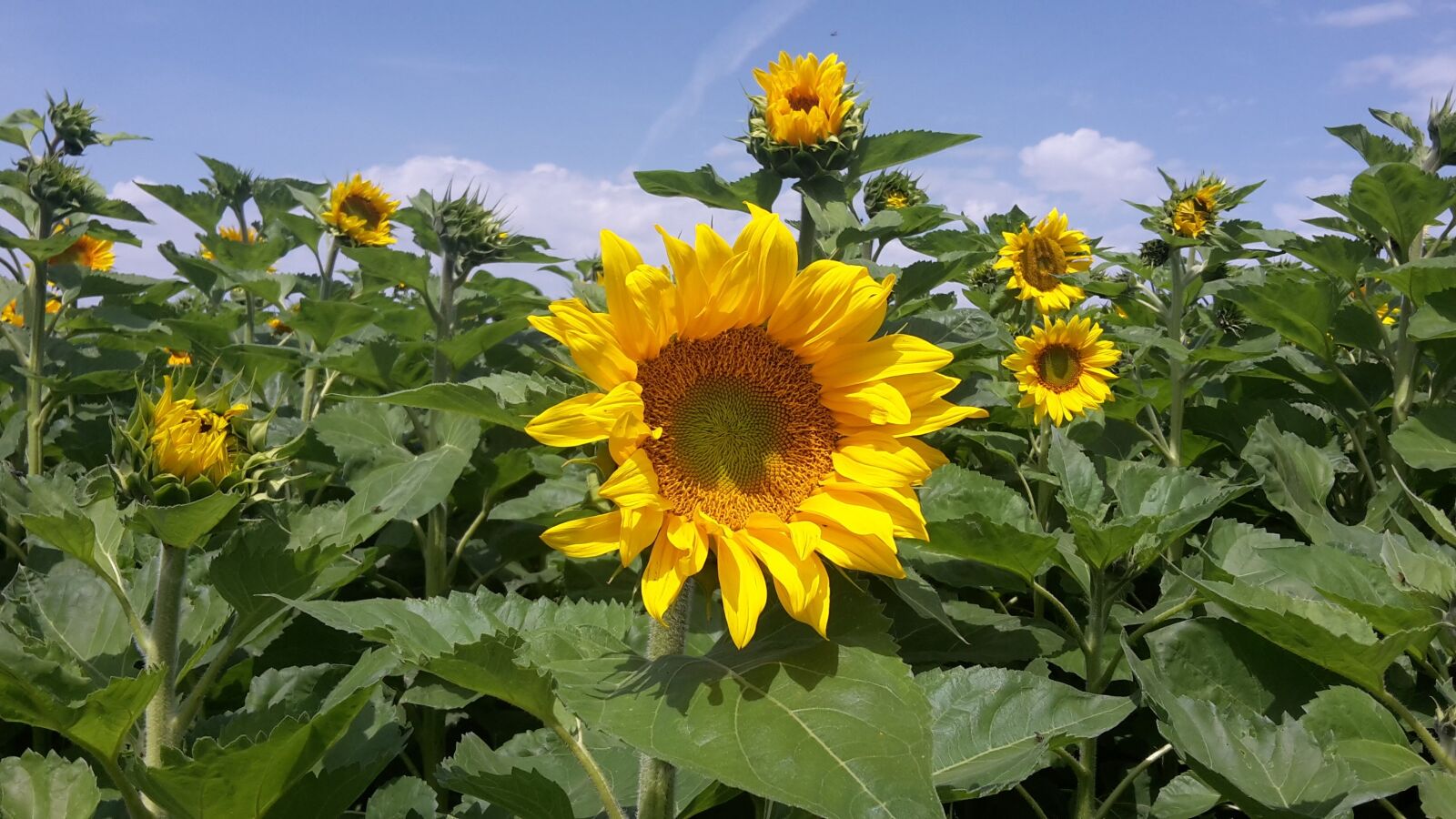 Samsung Galaxy S5 Mini sample photo. Sunflower, summer, sky photography