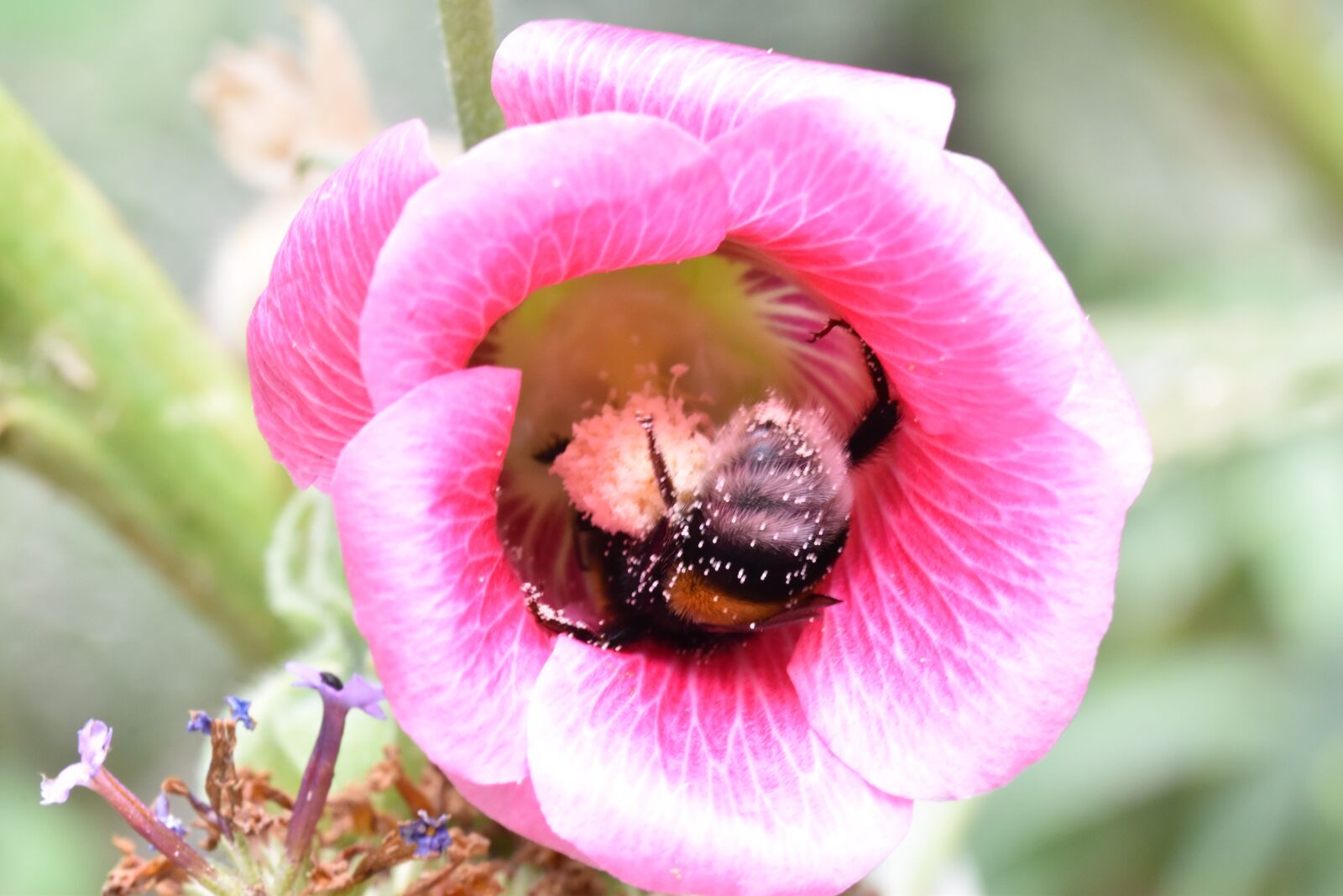 Nikon D5600 sample photo. Bee, forage, nature photography