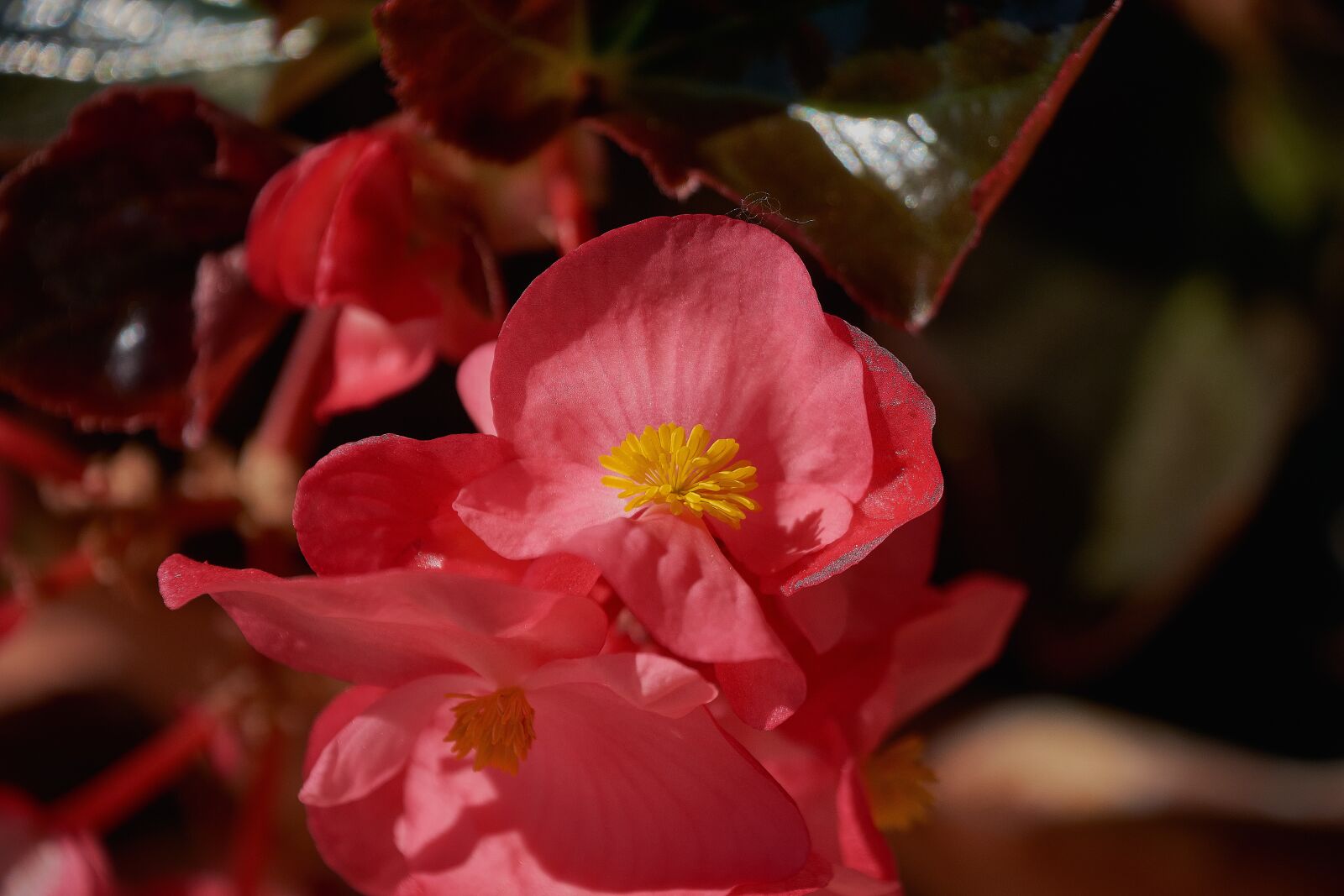 Nikon D7200 sample photo. Begonia, garden, begonias photography