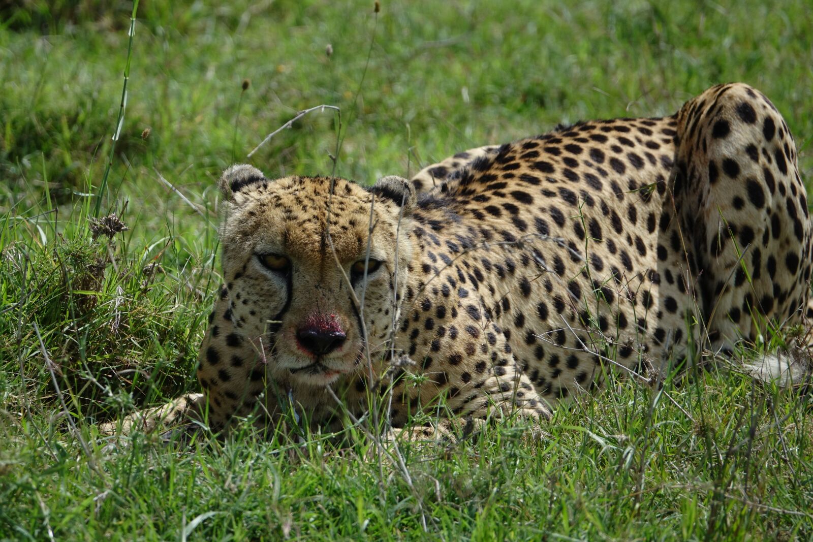 Sony Cyber-shot DSC-RX10 III sample photo. Wildlife, mammal, animal photography