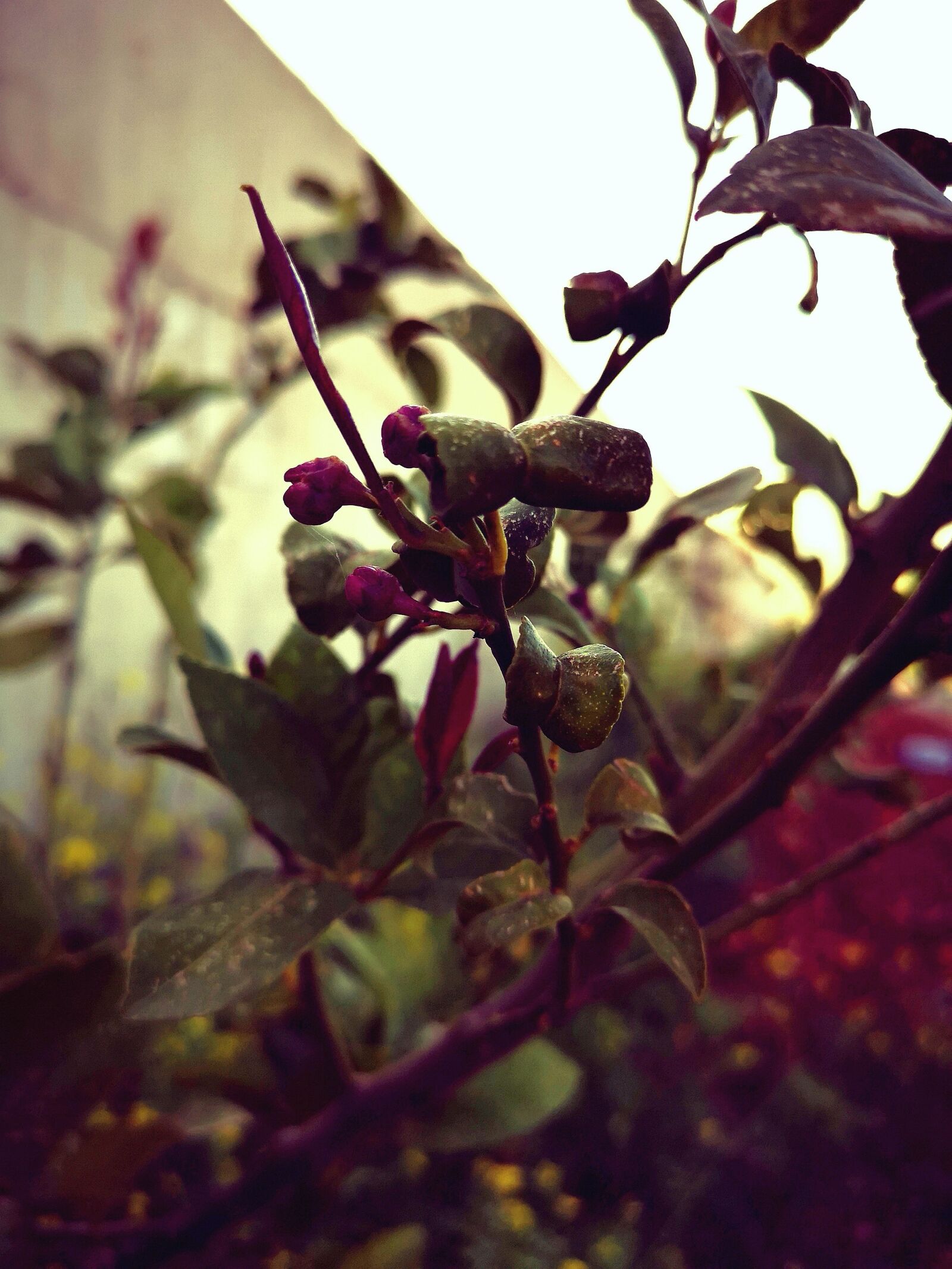 HUAWEI CLT-L29 sample photo. Tree, nature, color photography