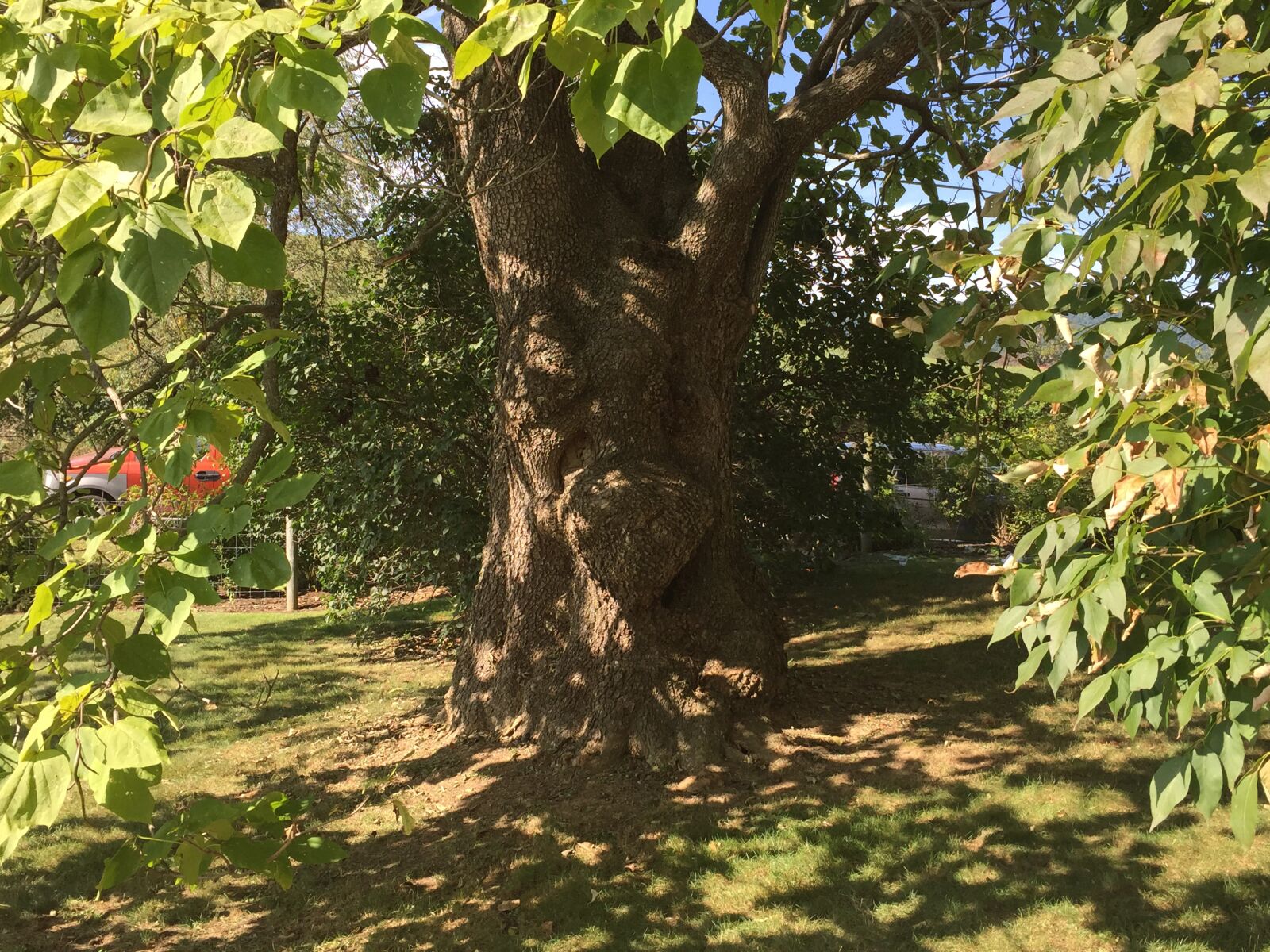 iPhone 6 back camera 4.15mm f/2.2 sample photo. Tree, summer, face photography