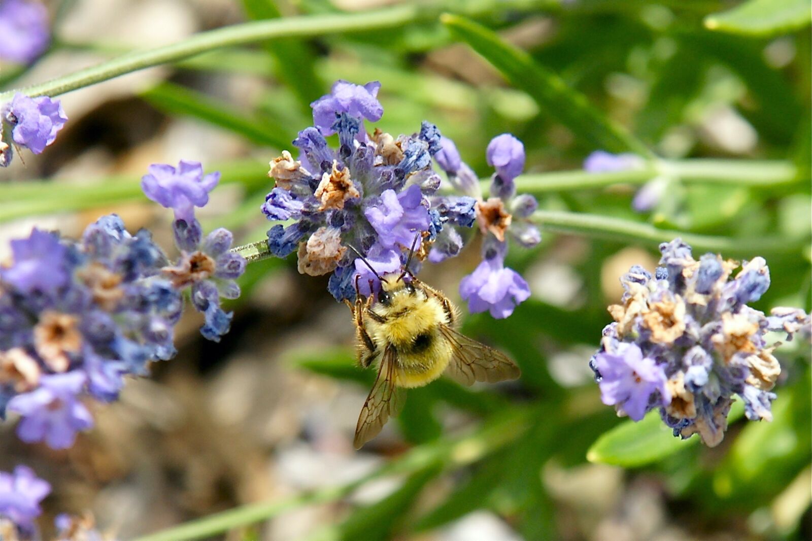 Sony Alpha DSLR-A700 sample photo. Lavender, bee, insect photography