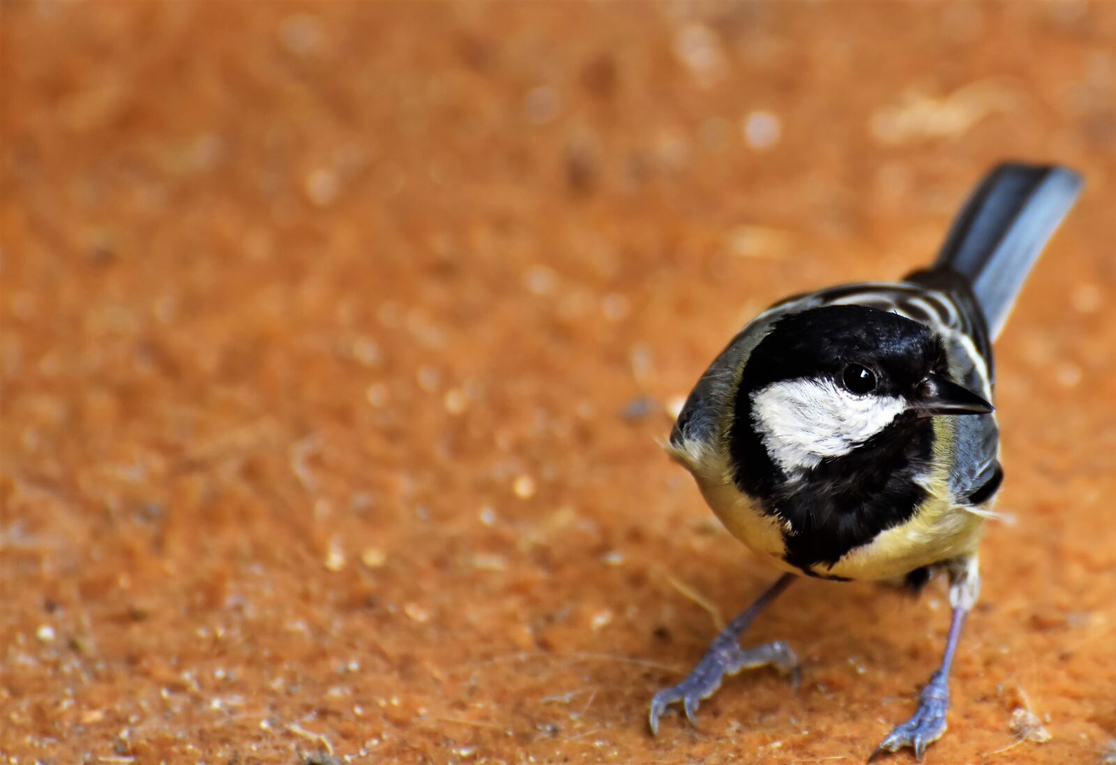 Nikon D7200 sample photo. Tit, songbird, bird photography