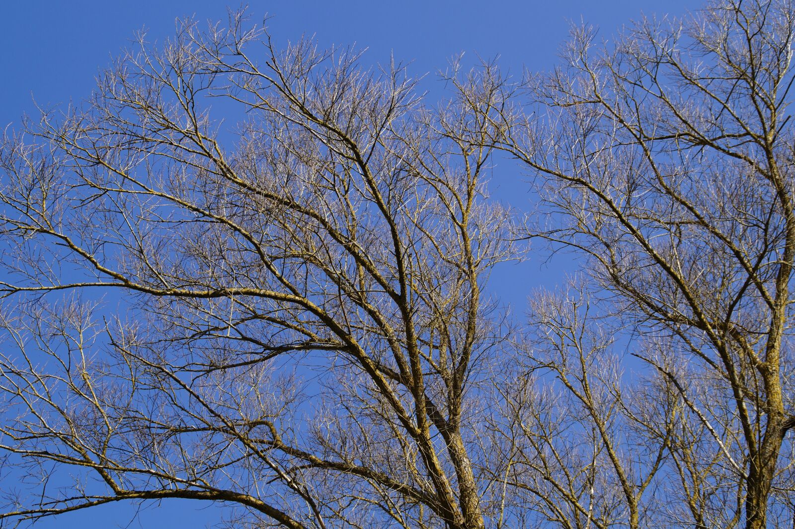 Sony SLT-A58 sample photo. Sky, blue, tree photography