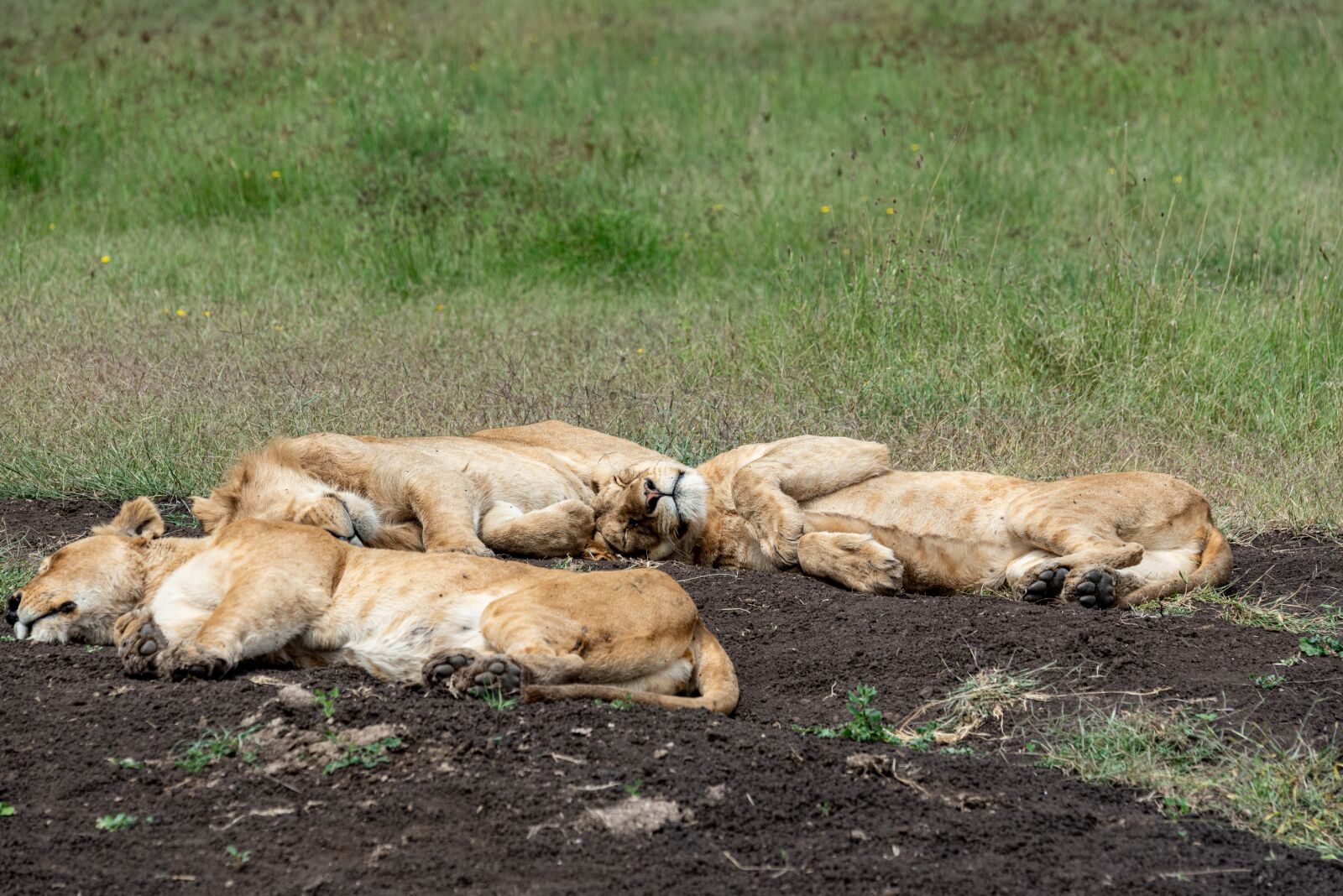 Nikon D750 sample photo. Lion, africa, safari photography