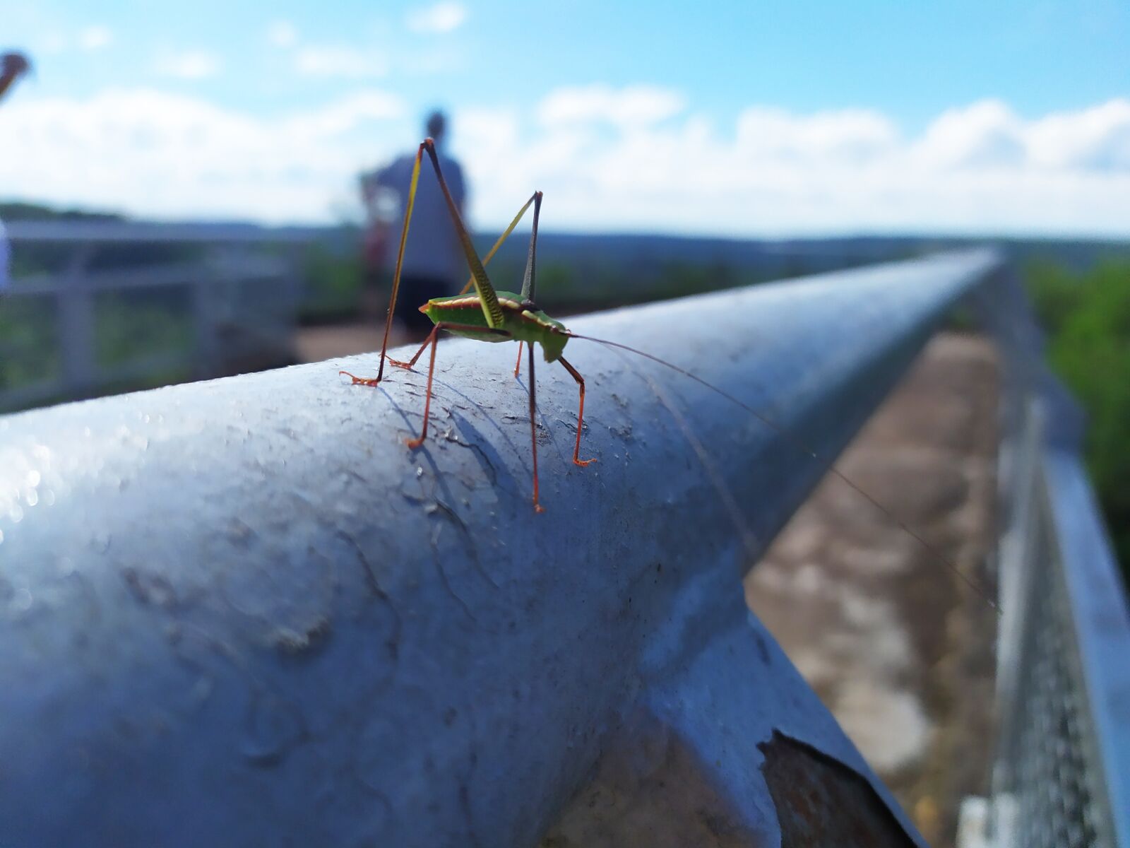 Xiaomi Redmi Note 7 sample photo. Grasshopper, landscapes, insects photography