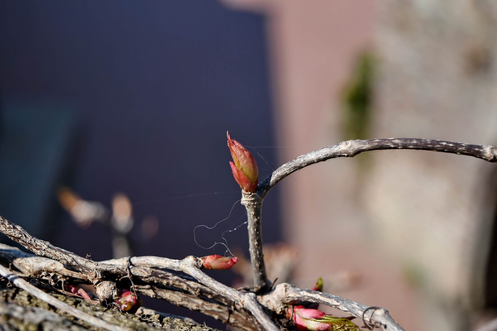 Nikon D5500 sample photo. Shrub, spring time, nature photography