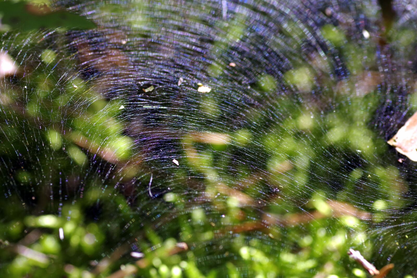 Pentax K-S2 sample photo. Cobweb, the grid, snap photography